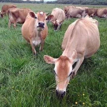 100% Raw Grass Fed Whey - Happy Healthy Cows, COLD PROCESSED Undenatured - TrustMedUSA