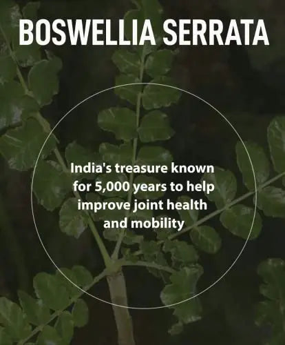 FromBIO for Joints Health and Cartilage, Boswellia, 1,000mg of Boswellia and 71mg of AKBA & KBA FromBIO Au supplements