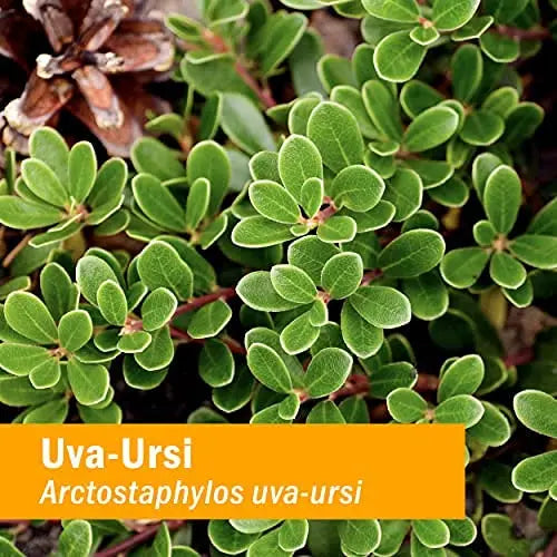Herb Pharm Uva Ursi Liquid ExtraCount for Urinary System Support, 1 Fl Oz Herb Pharm Au supplements