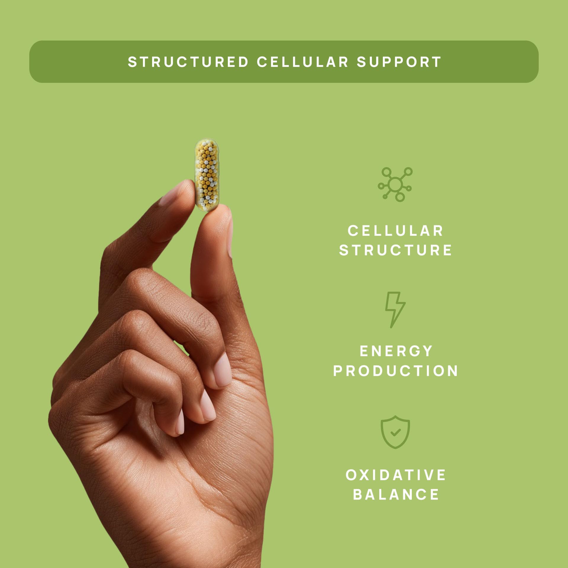 C15:0 Pentadecanoic Acid Supplement | Longevity, Cellular & Membrane Support, Micro-Granule Enhanced Absorption, Phosphatidylcholine, L-Carnitine,