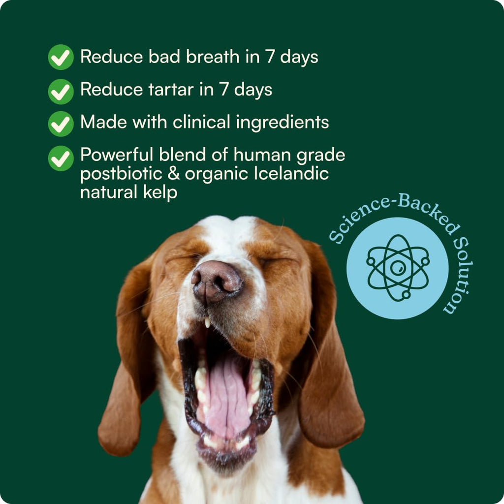 Reggie Dental Powder for Dogs | Reduce Bad Breath in 7 Days, Plaque & Tartar Control | Natural Dog Dental Supplement | Postbiotic Formula with Organic Kelp | Vet-Approved & Made in USA | 60 Servings Reggie Au supplements