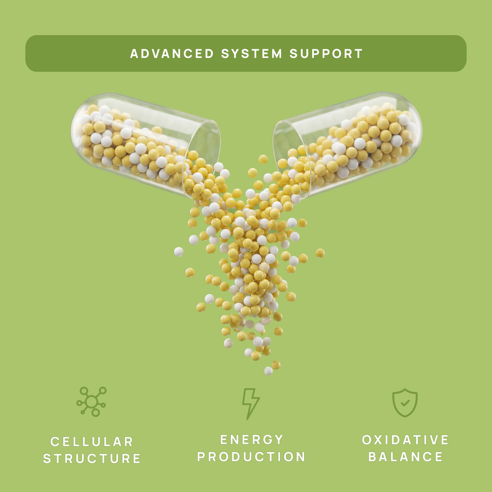 C15:0 Pentadecanoic Acid Supplement | Longevity, Cellular & Membrane Support, Micro-Granule Enhanced Absorption, Phosphatidylcholine, L-Carnitine,