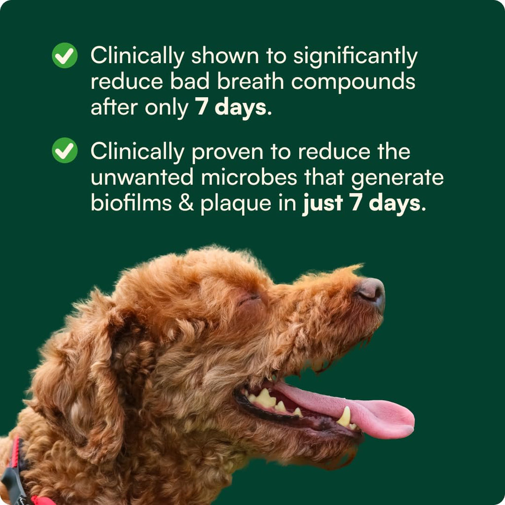 Reggie Dental Powder for Dogs | Reduce Bad Breath in 7 Days, Plaque & Tartar Control | Natural Dog Dental Supplement | Postbiotic Formula with Organic Kelp | Vet-Approved & Made in USA | 60 Servings Reggie Au supplements