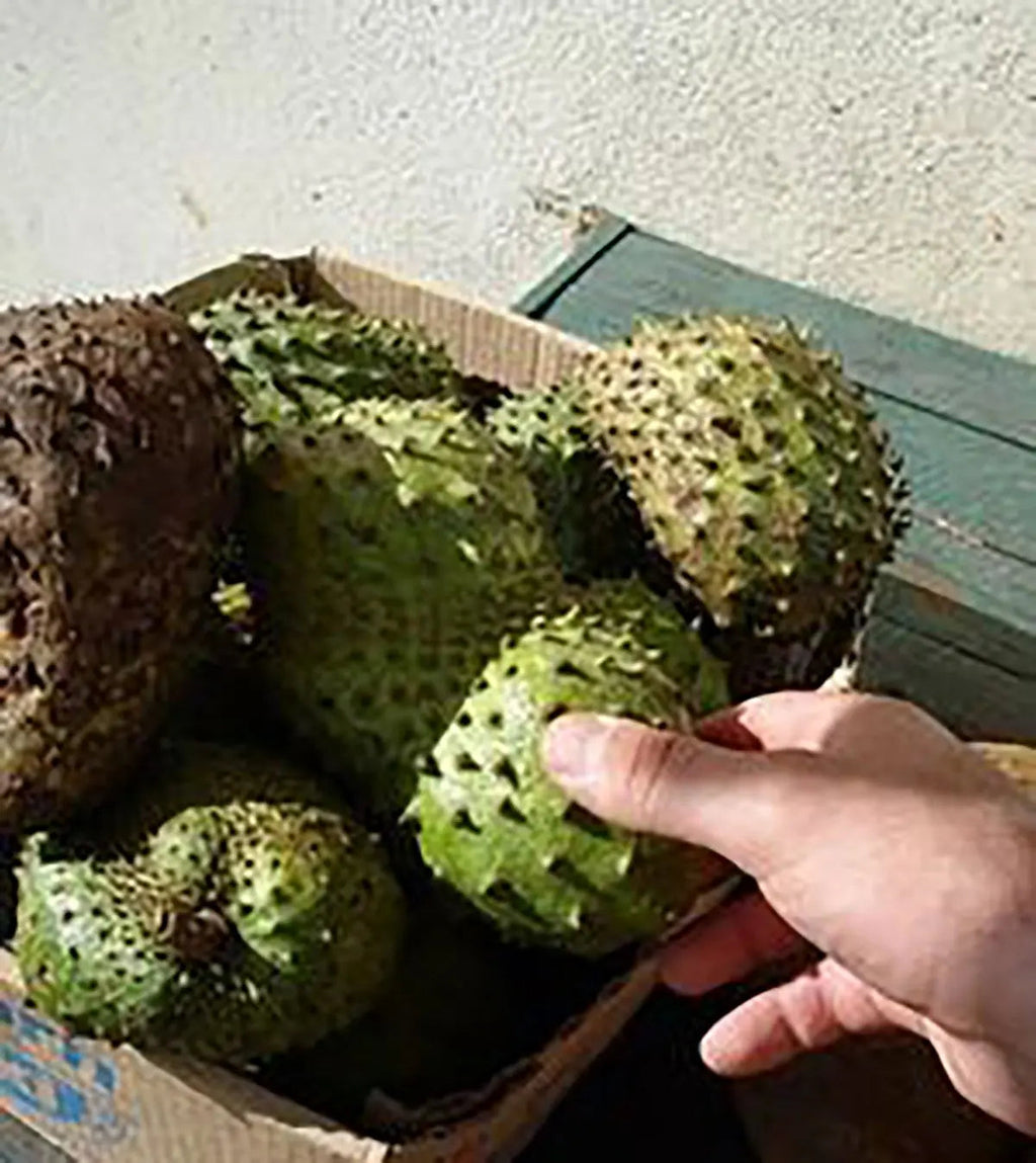 Organic Graviola Liquid Soursop Extract 4 oz Wildcrafted Tincture My Store Au supplements