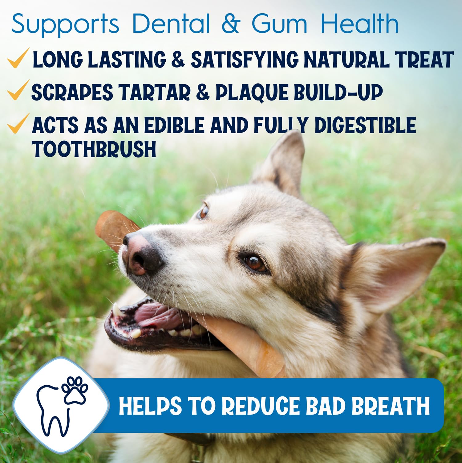 FETCHERONI 12" Collagen Sticks for Dogs – Low Odor Long-Lasting Bully Stick & Rawhide Alternative, Single Ingredient Beef Bone, High Protein Dental Treat, Vet Approved, Improves Joint Health – 5 Pack FETCHERONI Au supplements