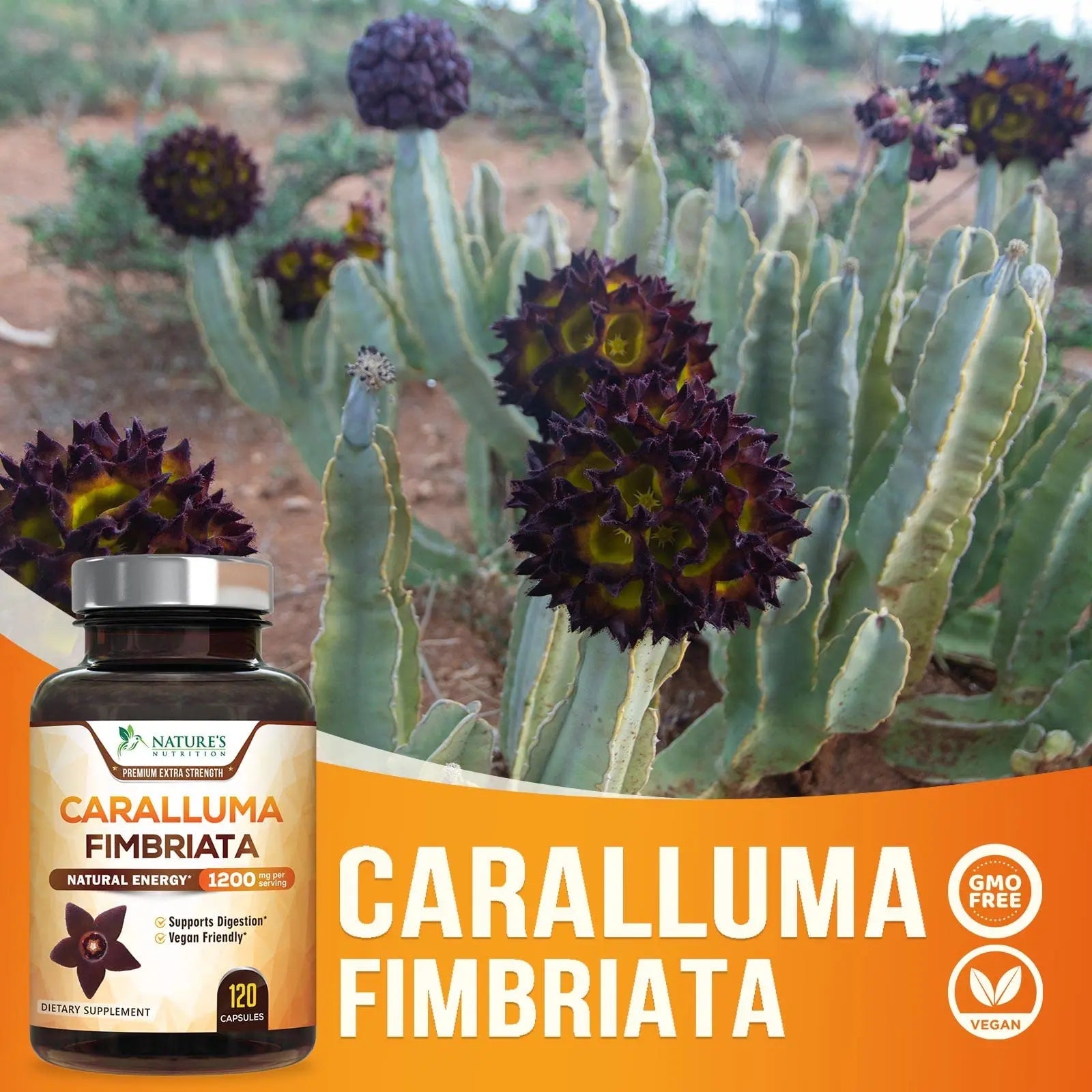 Pure Caralluma Fimbriata Extract Highly Concentrated 1200mg - Natural Endurance Support Nature's Nutrition Au supplements