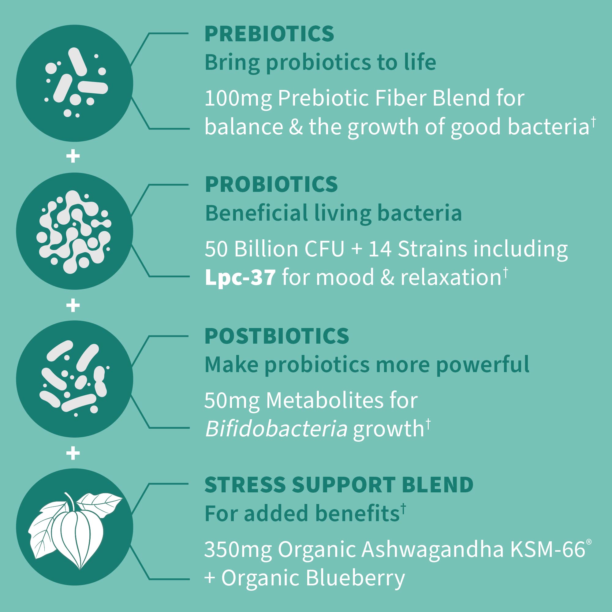 Garden of Life Dr. Formulated Pre, Post & Probiotics Calm 50 Billion CFU Daily 3-in-1 Complete Supplement with Ashwagandha – Mood Support, Digestive & Immune Support, 30 Vegetarian Capsules Garden of Life Au supplements