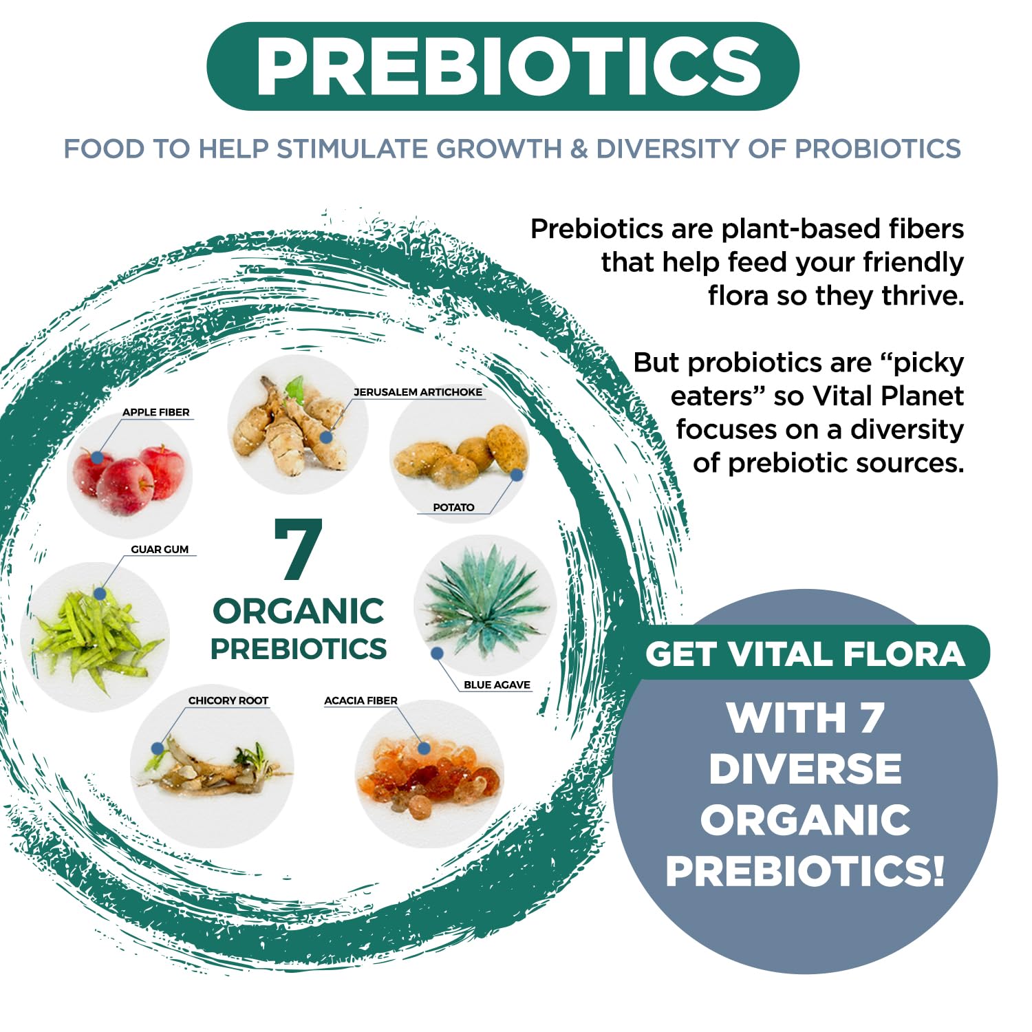 Vital Planet - Vital Flora Ultra Daily Probiotic 60 Billion CFU, Diverse Strains, Organic Prebiotics, Immune Support, Bloating Relief, Digestive Health Probiotics for Women and Men 60 Capsules Vital Planet Au supplements