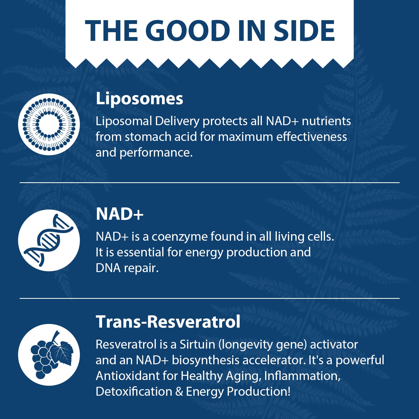 Lepoznan Liposomal NAD+ 500 mg + Trans-Resveratrol 300 mg, Superior Absorption True NAD Supplement Efficient for Cellular Energy Metabolism & DNA Repair, 60 Softgels Lepoznan Au supplements
