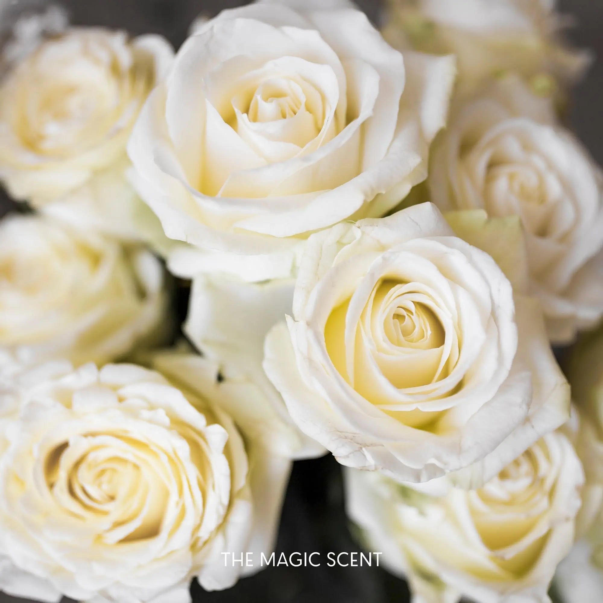 The Magic Scent "Blackwood" Hotel Collection Diffuser Oil - Cold-Air & Ultrasonic Scented Oils THE MAGIC SCENT Au supplements