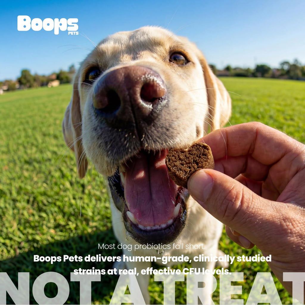 Boops Pets Probiotics for Dogs – 30 Billion CFU with Pre, Postbiotics & Digestive Enzymes – Supports Gut Health, Immunity, Loose Stools & Allergies – Filet Mignon Flavor – Vet Formulated – 60 Chews Boops Pets Au supplements