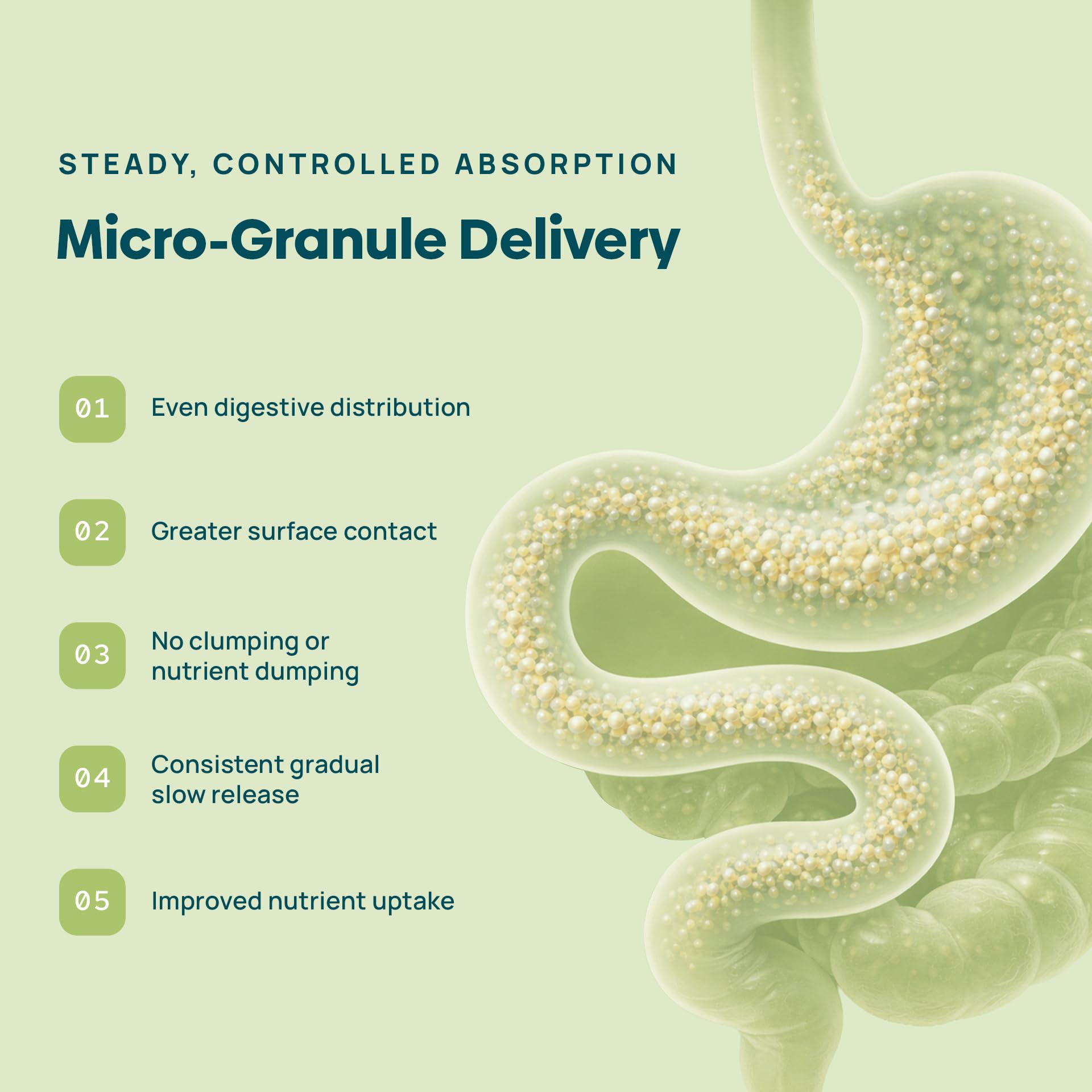 C15:0 Pentadecanoic Acid Supplement | Longevity, Cellular & Membrane Support, Micro-Granule Enhanced Absorption, Phosphatidylcholine, L-Carnitine,