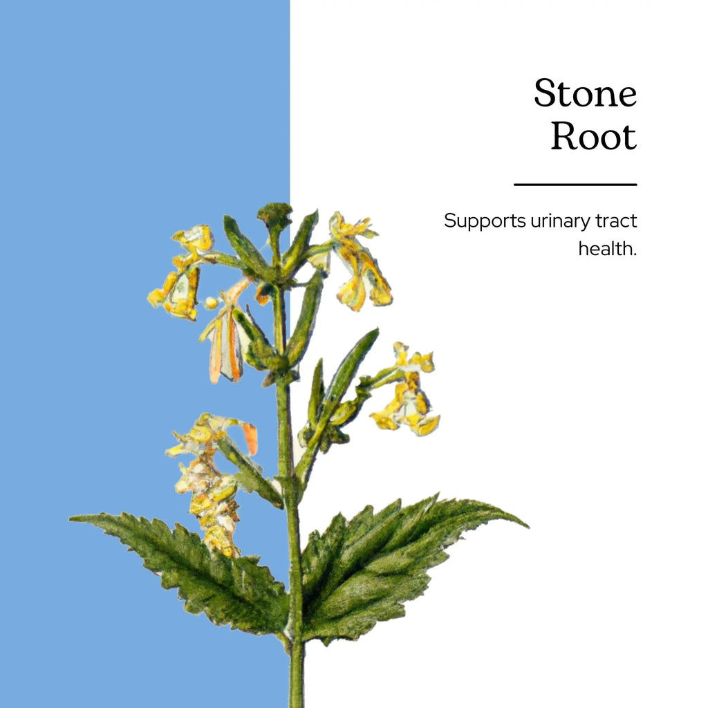Eclectic Institute Stone Root O 2 Ounce ECLECTIC INSTITUTE Au supplements
