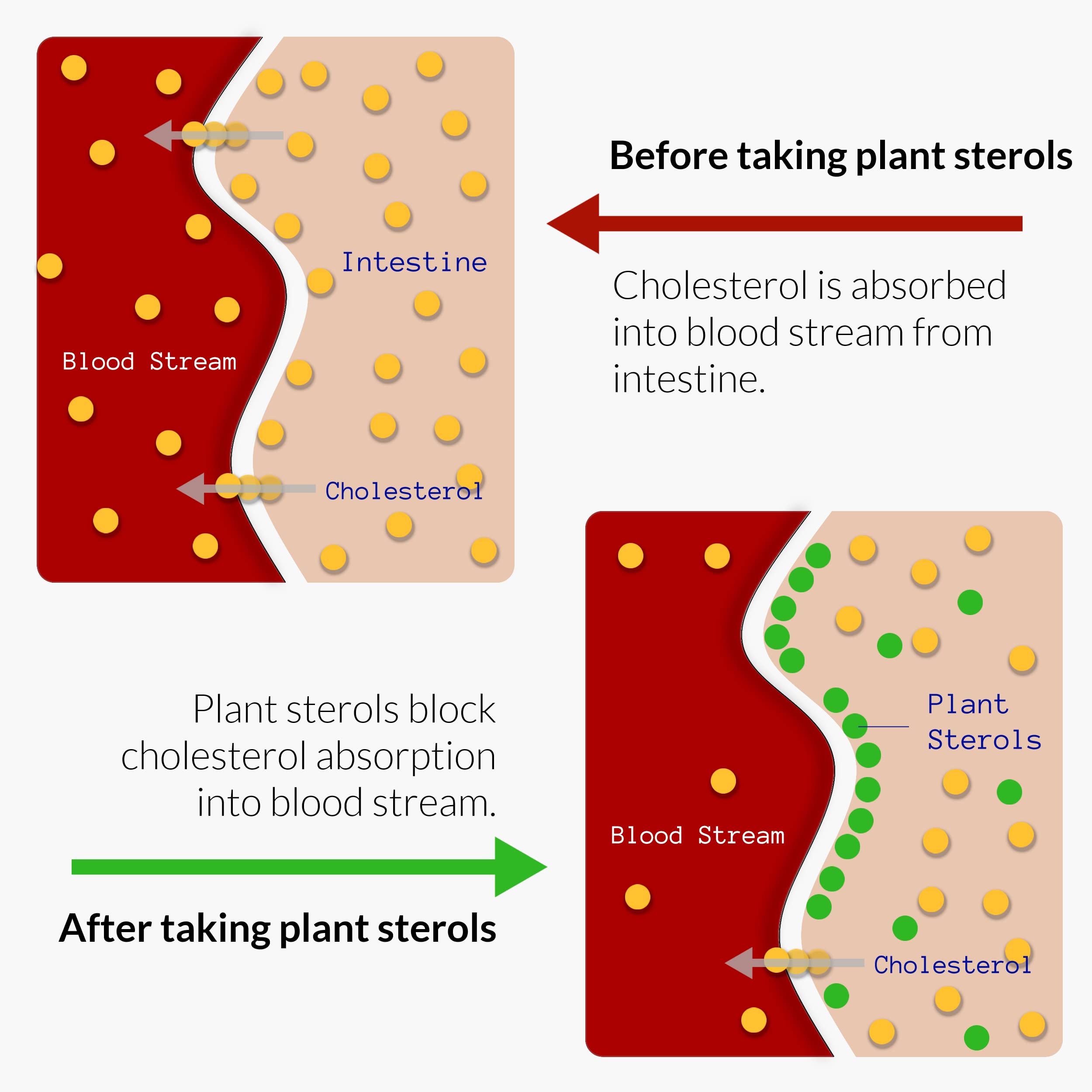 UpNourish Plant Sterols Citrus Bergamot Supplement for High Cholesterol with CoQ10, Omega 3, Olive Leaf, Turmeric Curcumin, Black Garlic and Niacin - 120 Softgels UpNourish Au supplements