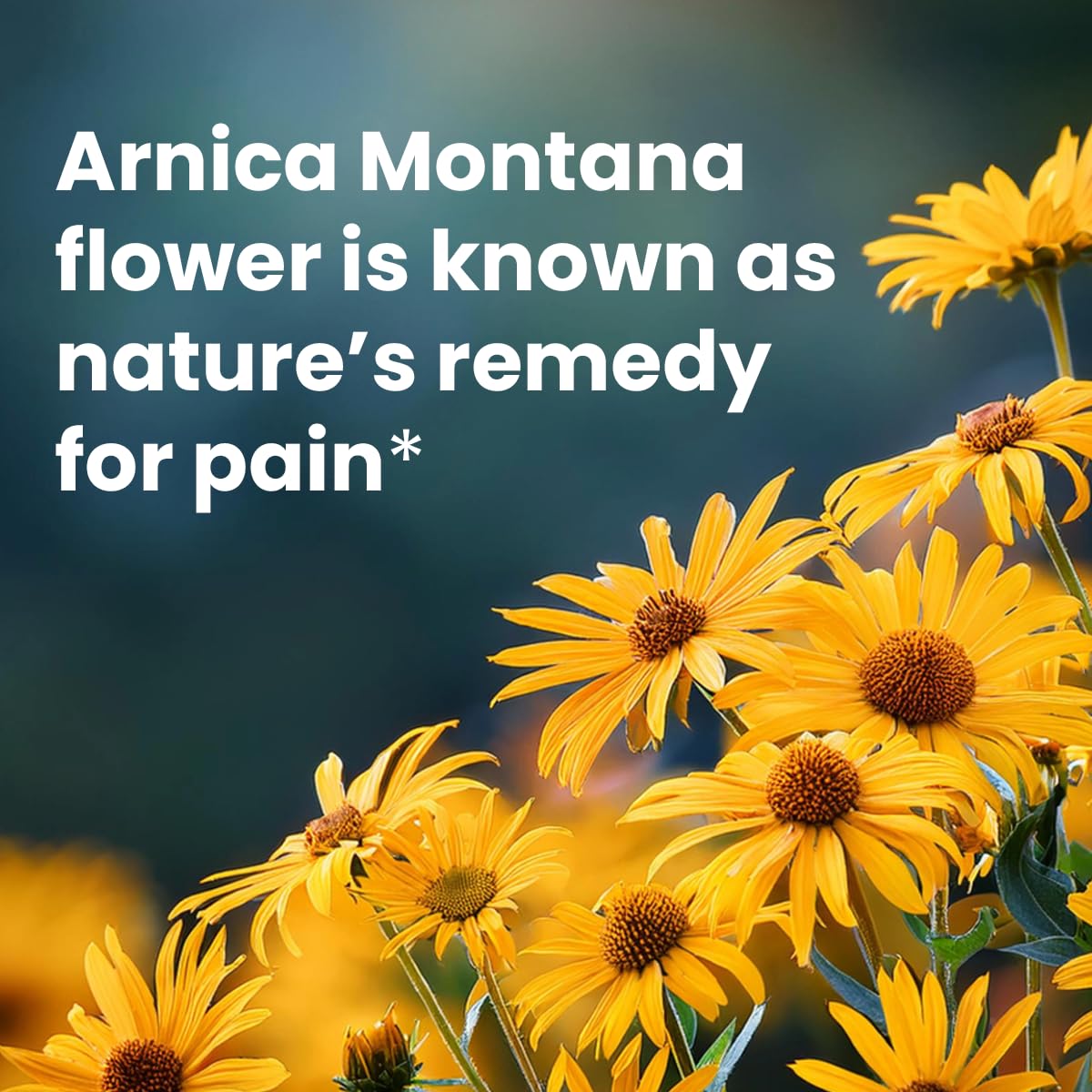 Sanar Naturals Arnica Roll On, 3 oz | Fast Acting Muscle Rub Relief & Joint Support | Soothing Topical Arnica Clear Gel for Post Workout and Daily Use | Non-Greasy, Travel Size Sanar Naturals Au supplements