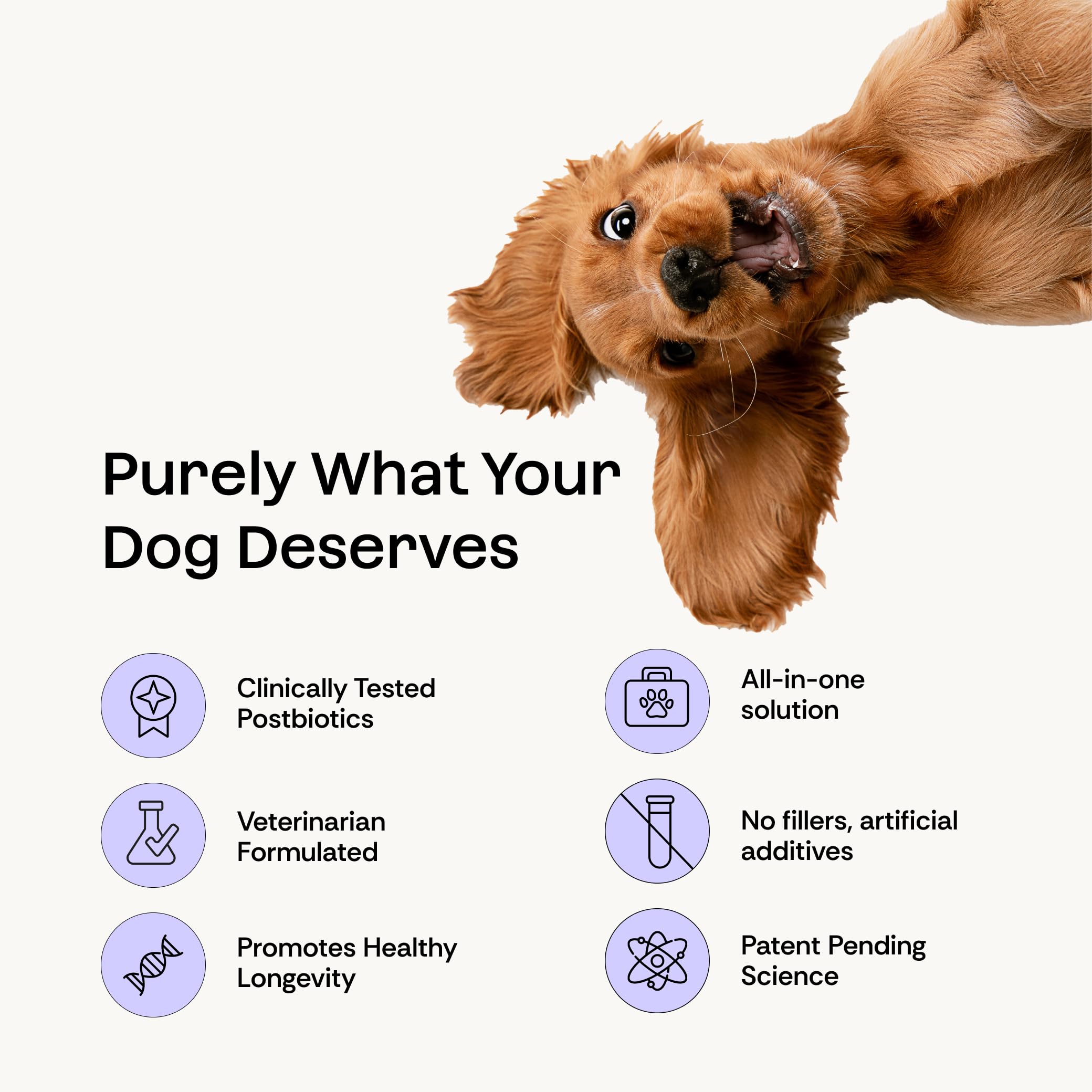 Daily Prebiotic + Postbiotic Dog Supplement Powder | 12-in-1 Support for Gut, Joints, Allergy, Immunity, Calming & Oral Health | Human-Grade Ingredients, No Artificial Flavors-No Fillers - 30 Sachets Plentum Au supplements