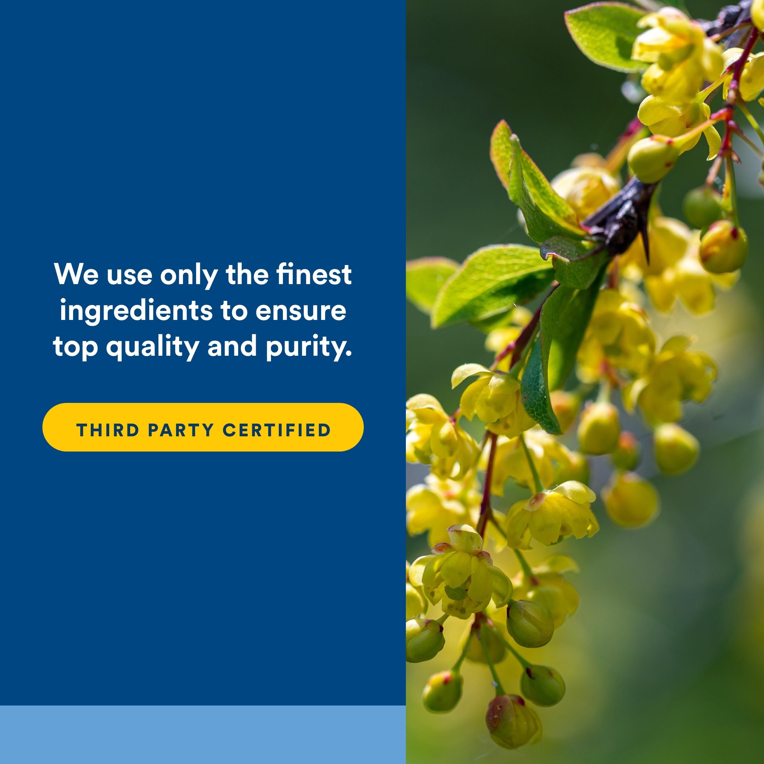 Natural Factors WellBetX Berberine - Daily Supplement Supports Metabolic Health - Formula Supports Healthy Heart - Gluten-Free & Vegan