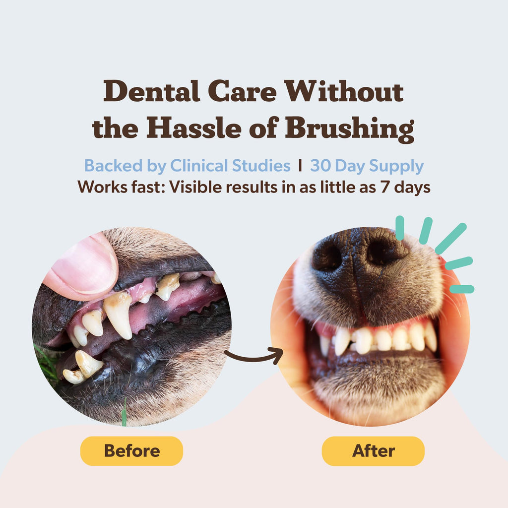 Natural Dog Company Dental Powder for Dogs – Freshens Breath & Helps Reduce Plaque & Tartar, Natural No-Brushing Canine Oral Health Postbiotic Supplement, Vet Formulated, Made in USA, 30-Day Supply Natural Dog Company Au supplements