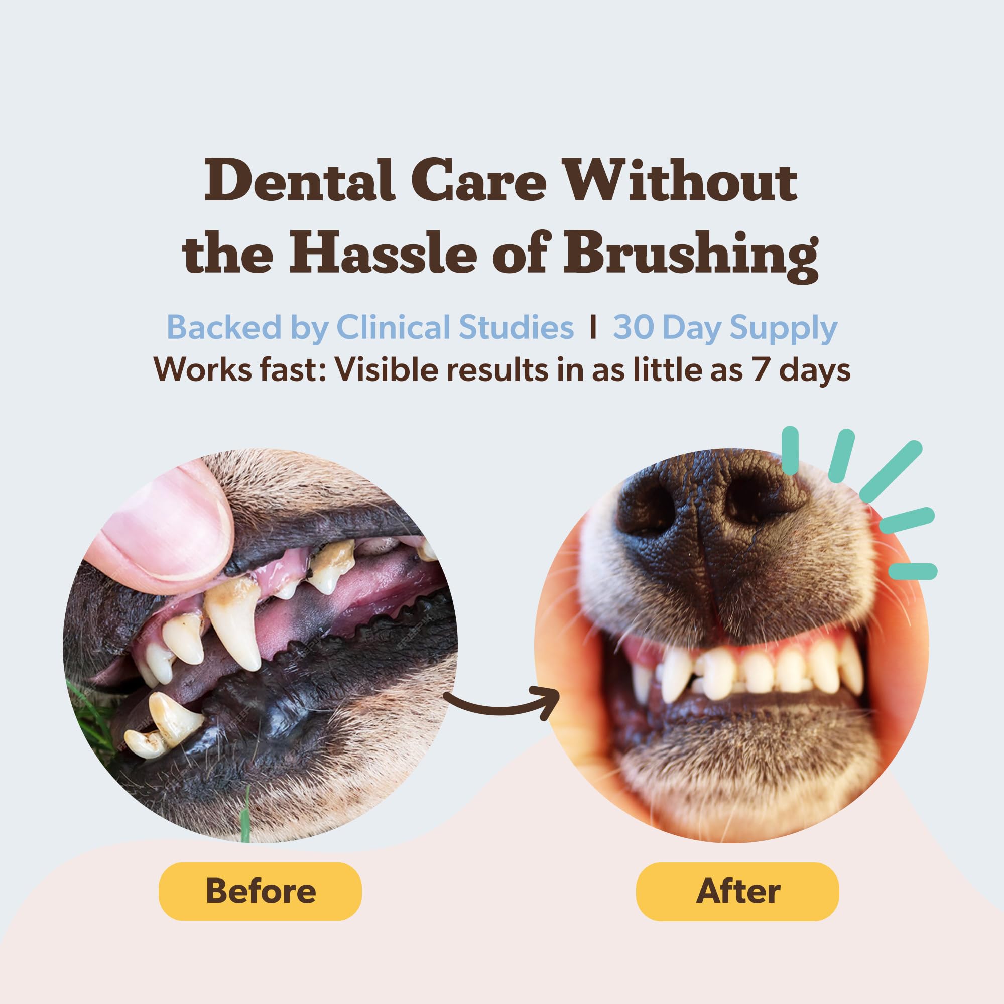 Natural Dog Company Dental Powder for Dogs – Freshens Breath & Helps Reduce Plaque & Tartar, Natural No-Brushing Canine Oral Health Postbiotic Supplement, Vet Formulated, Made in USA, 30-Day Supply Natural Dog Company Au supplements