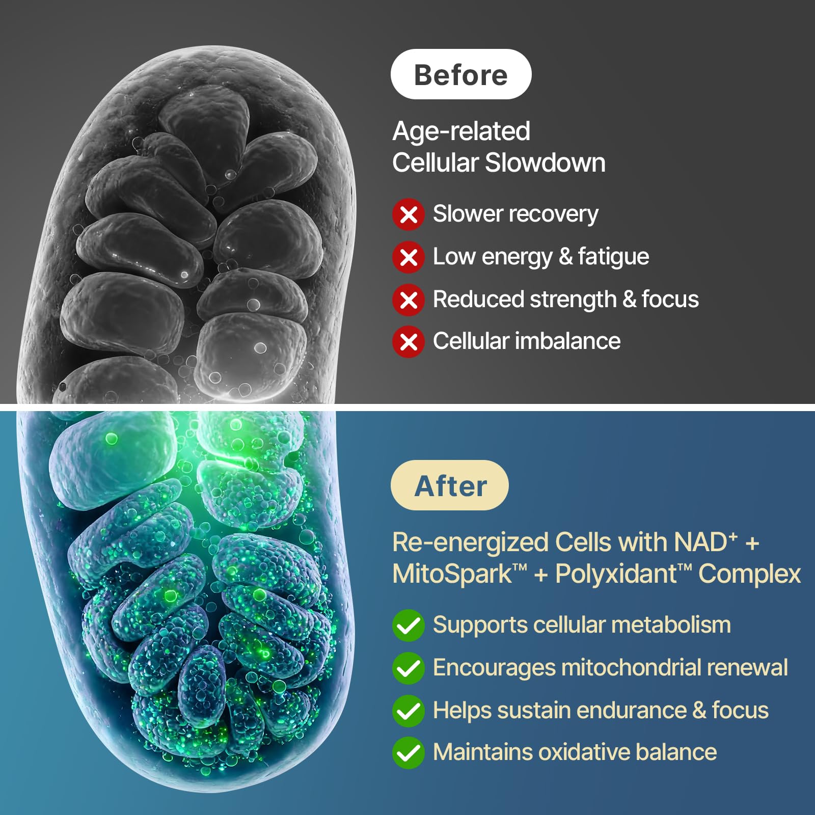 SYZY GENICS NAD+ Supplement 1600mg Extra Strength - Liposomal NMN Alternative with Resveratrol, Urolithin A, CoQ10, Quercetin & ALA - Mitochondrial Energy & Anti-Aging, Cell Regeneration, 60 Softgels SYZY GENICS Au supplements