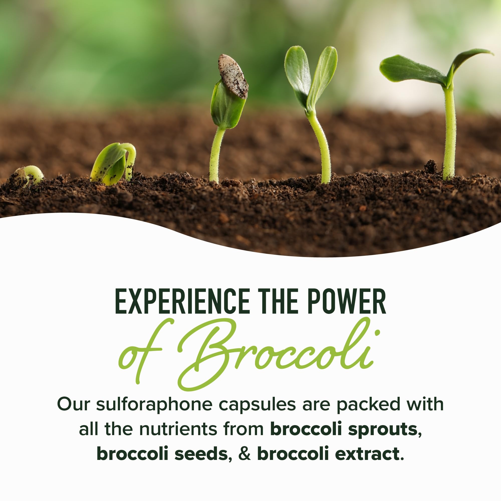 50MG Sulforaphane Supplement from Broccoli Sprouts | NRF2 Activation, Cellular Health & Immune Support | Glucoraphanin, Myrosinase & Antioxidants | Third-Party Tested