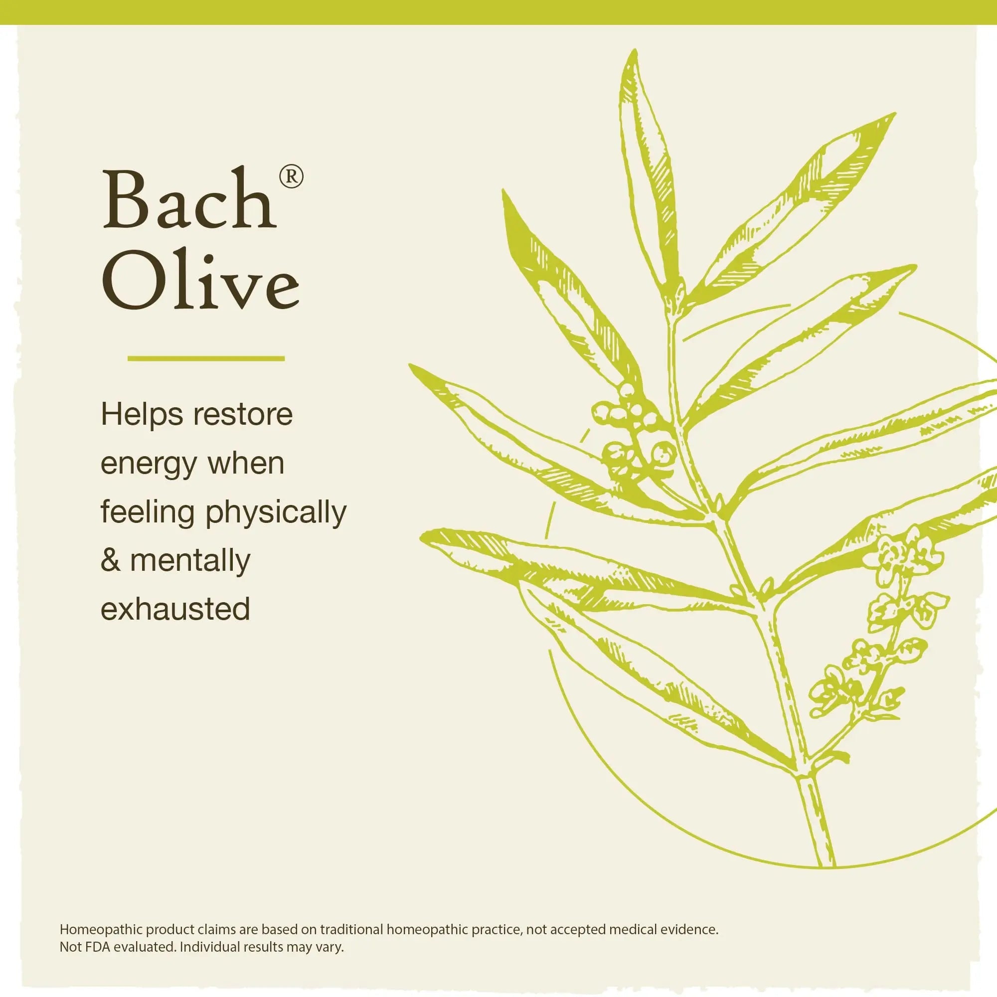 Bach Original Flower Remedies, Olive for Energy (Non-Alcohol Formula), Natural Homeopathic Flower Bach Au supplements