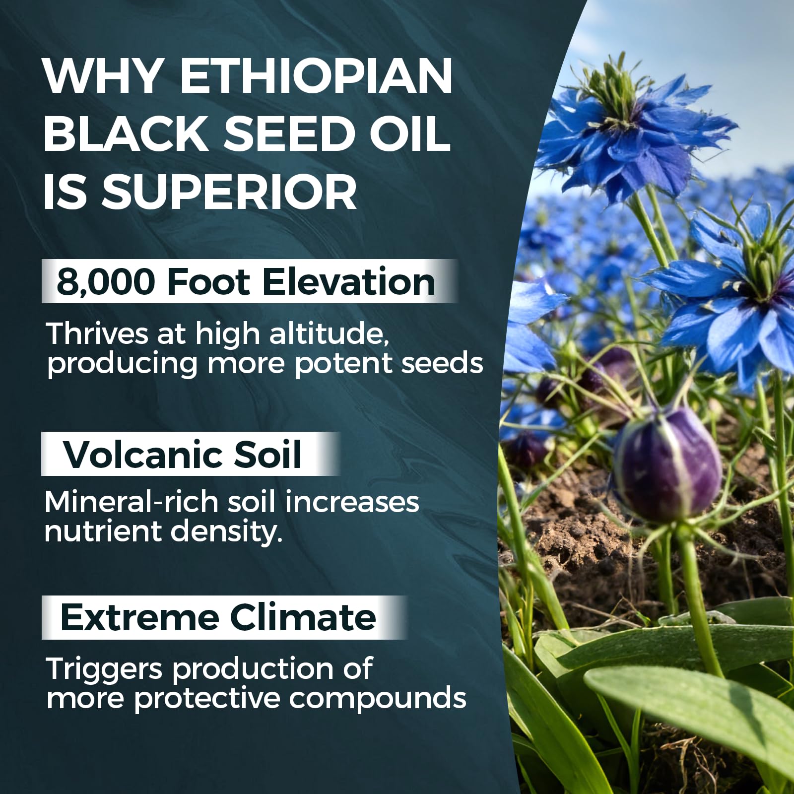 TUVAAZ PURELYNUTRIENT Ethiopian Black Seed Oil Capsules with 4.64% Thymoquinone, Immune Support & Digestion & Energy Booster