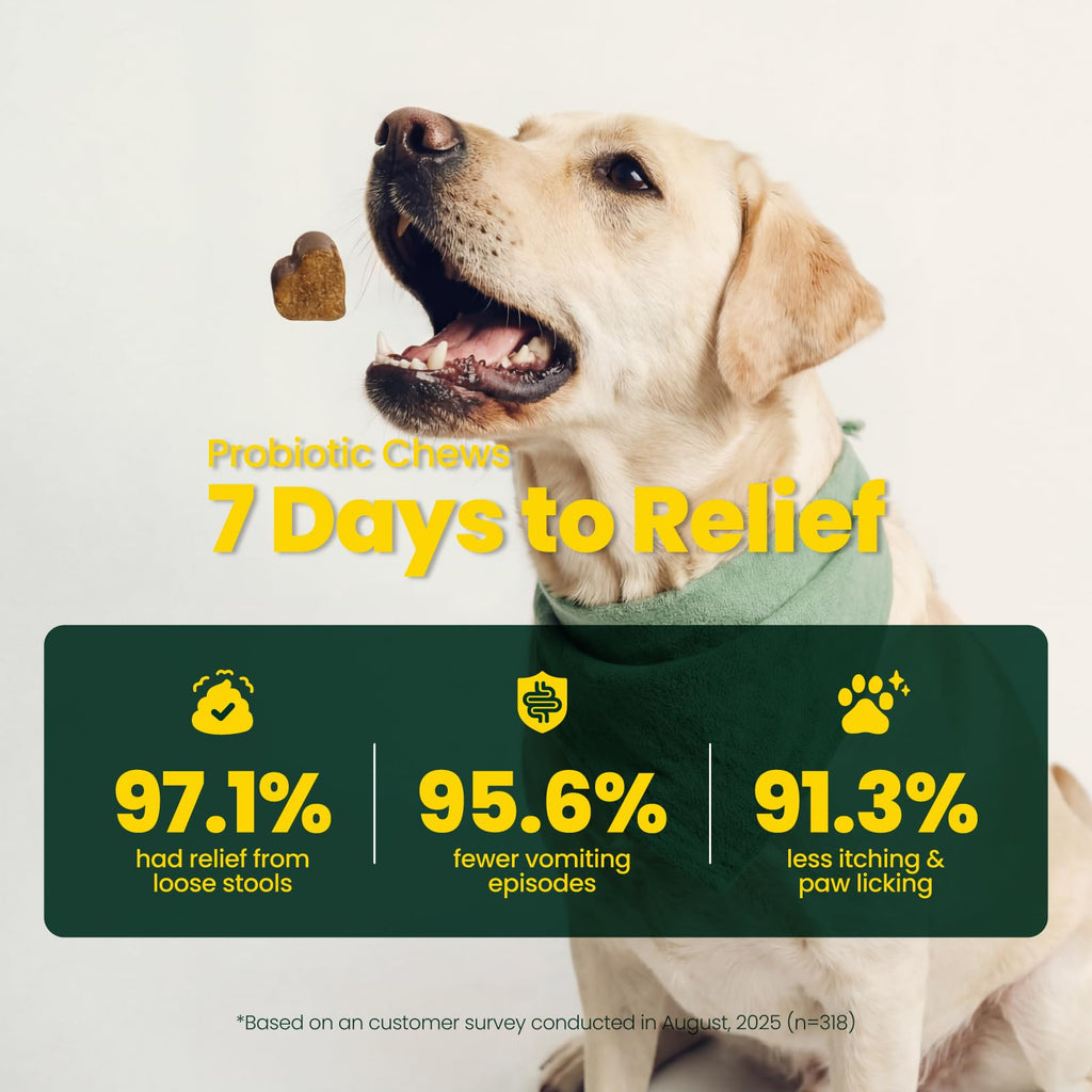 Boops Pets Probiotics for Dogs – 30 Billion CFU with Pre, Postbiotics & Digestive Enzymes – Supports Gut Health, Immunity, Loose Stools & Allergies – Filet Mignon Flavor – Vet Formulated – 60 Chews Boops Pets Au supplements
