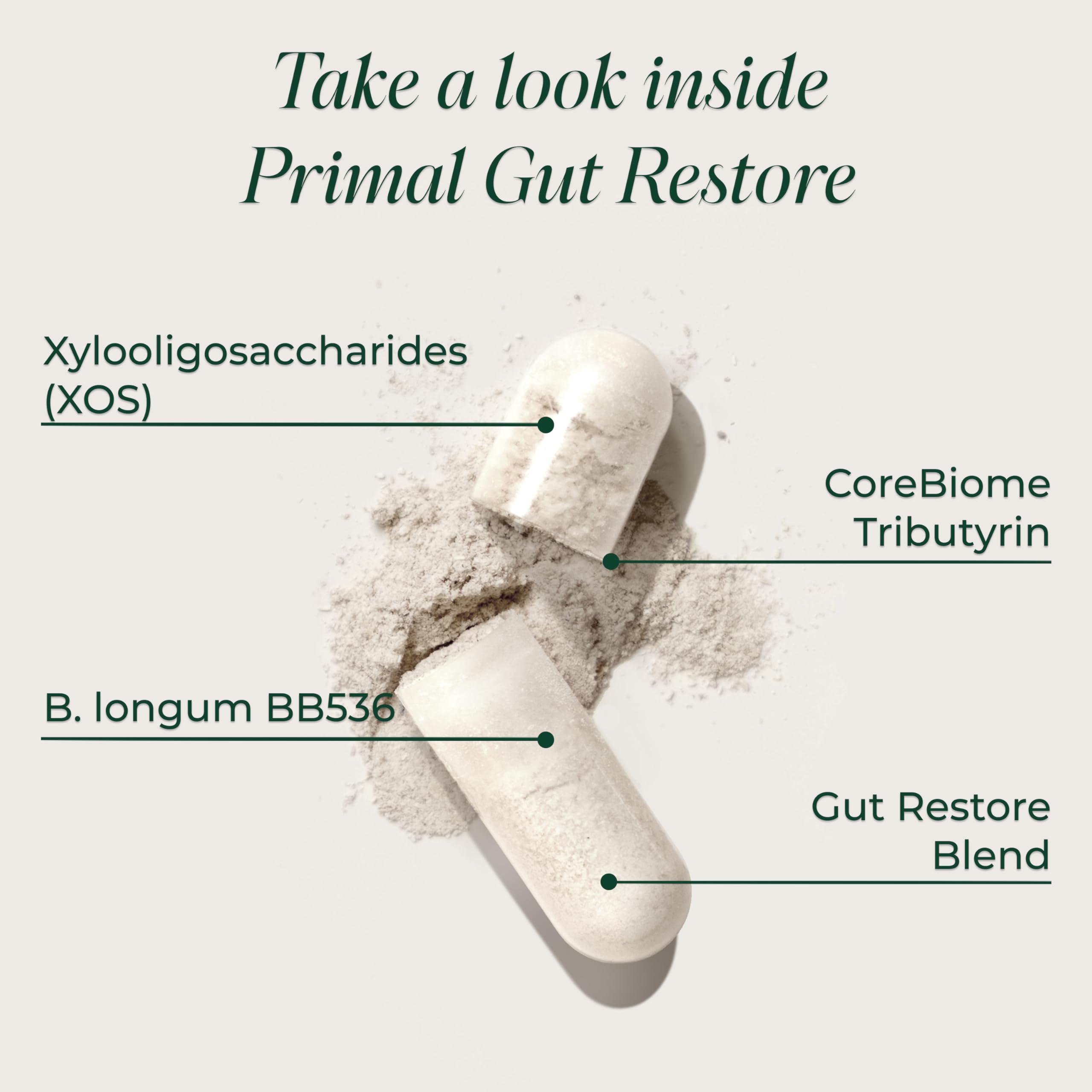 Primal Harvest 2 Pack, Restore for Gut Health, Primal Gut Restore w/POSTbiotics, PREbiotics and PRObiotics for Women and Men, 60 CT - Digestion,