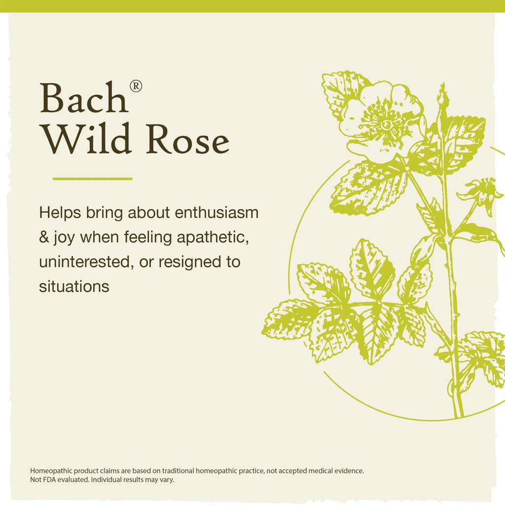 Bach Original Flower Remedies, Wild Rose for Enthusiasm (Non-Alcohol Formula), Natural Homeopathic Bach Au supplements