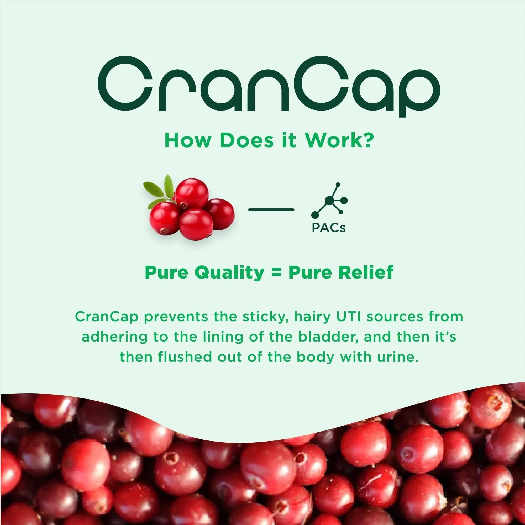 CranCap - Cranberry Pills - Urinary Tract Health Cranberry Supplement - 36mg of Potent PACs - Non GMO, Vegan, Gluten Free - by Heale - 30 Capsules CranCap Au supplements