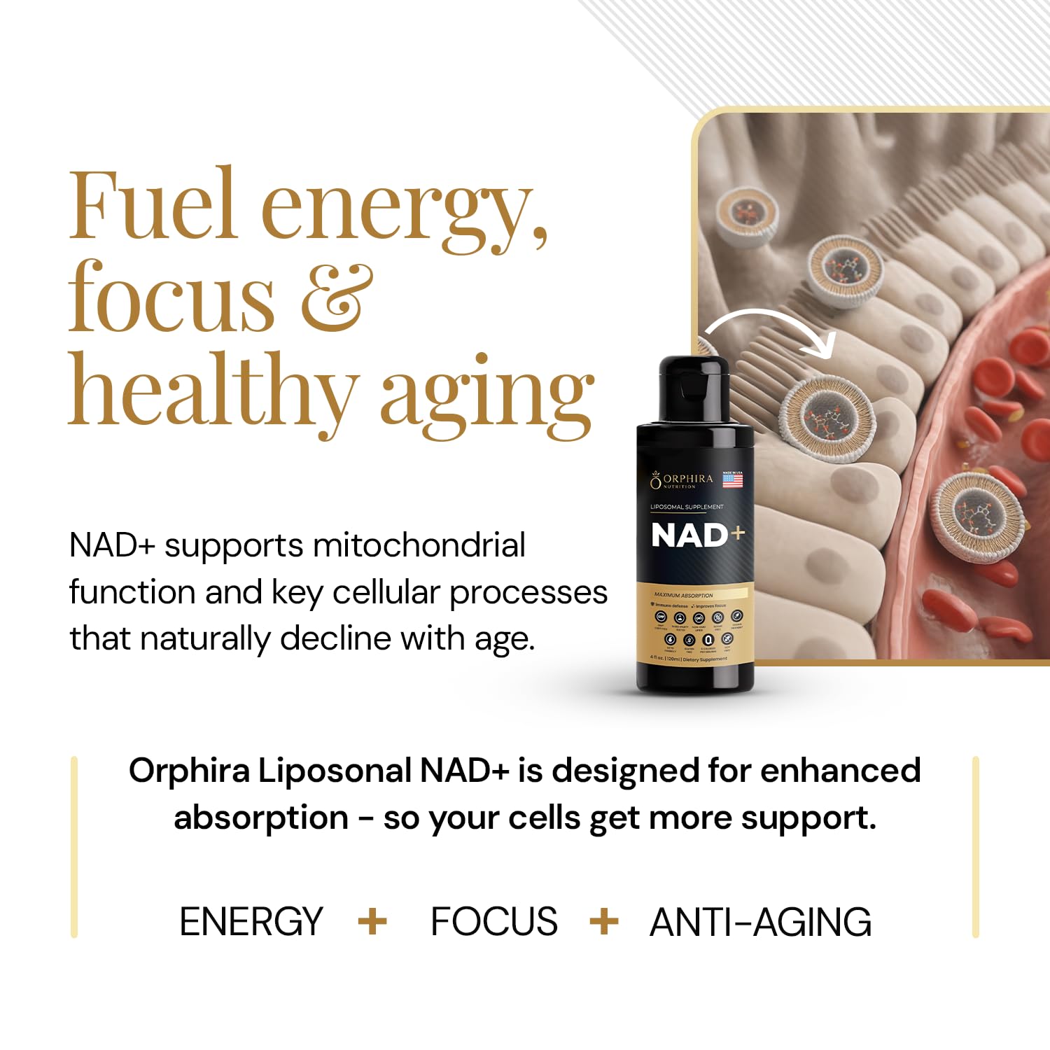 Orphira Liquid Liposomal NAD+ Supplement - 10x Better Absorption for Cellular Energy, Mental Clarity, Healthy Aging & Vitality Support - Enhanced NAD Plus, Vegan, Non-GMO - 30 Servings (4 fl oz) Orphira Nutrition Au supplements