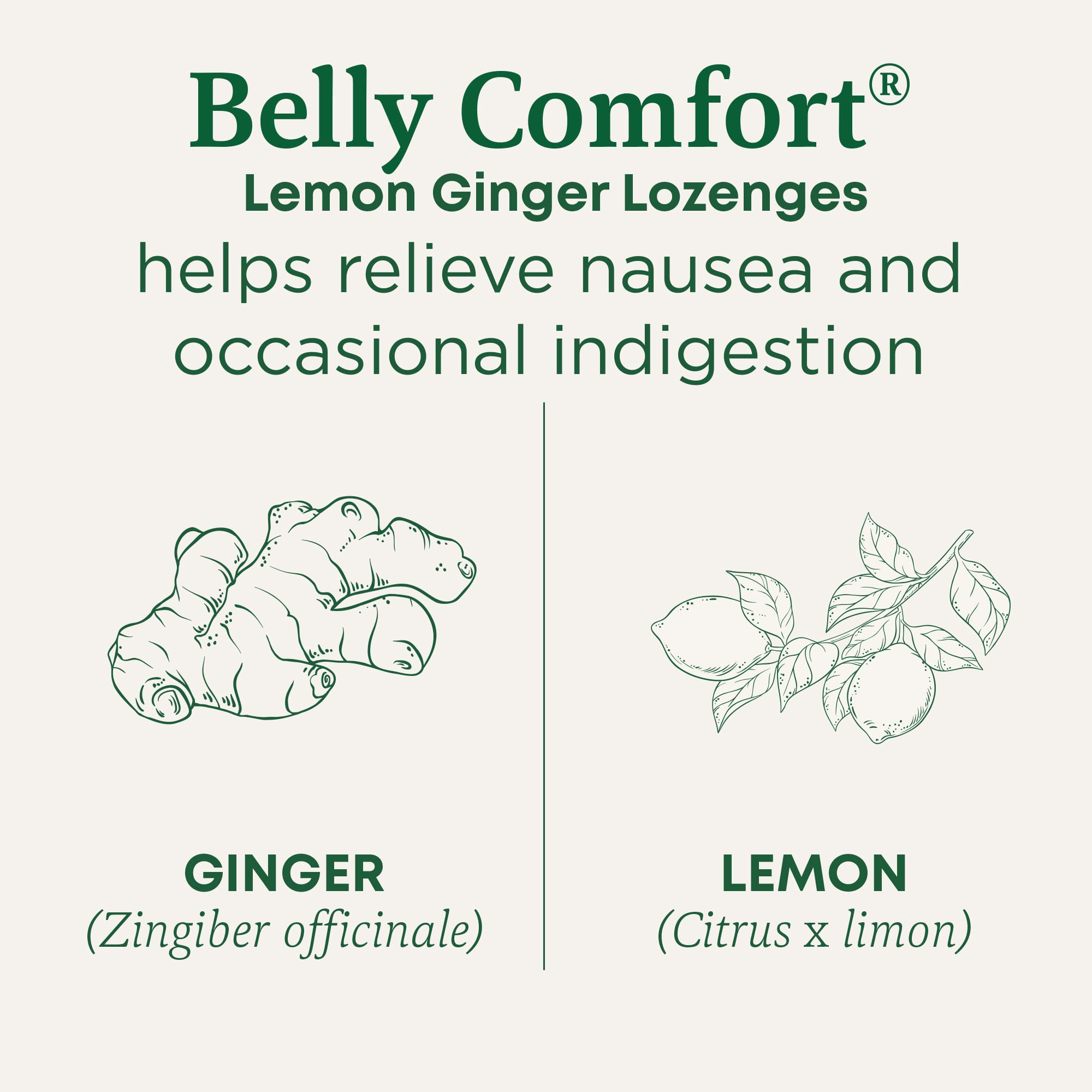 Traditional Medicinals Organic, Belly Comfort Lozenges, Lemon Ginger - Supports Nausea Relief and Occasional Indigestion - Non-GMO, Stimulant-Free