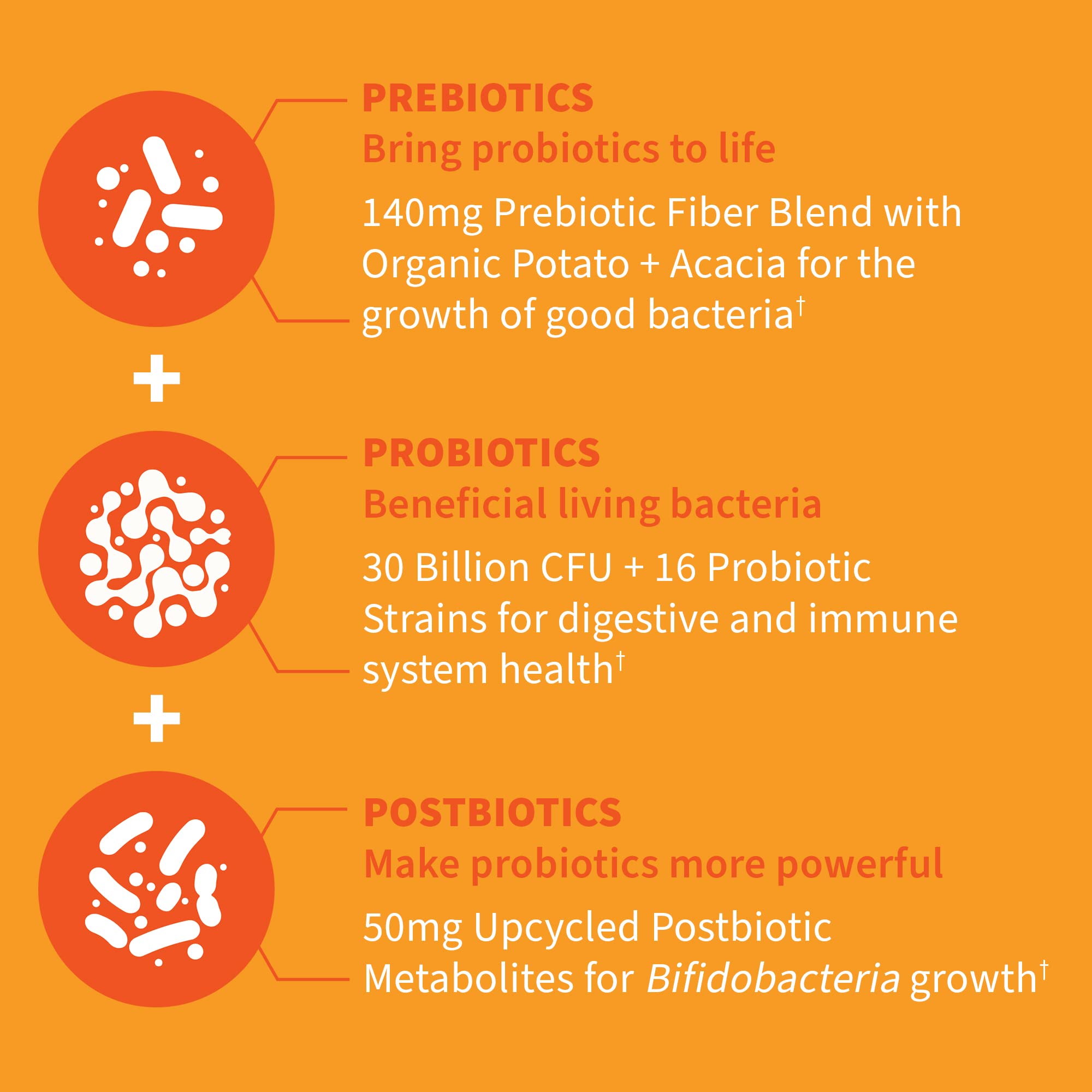 Garden of Life Dr Formulated Probiotics 30 Billion CFU Pre + Pro + Postbiotics for Men and Women Digestive and Immune Support, Potato, Acacia, Postbiotic Metabolites, 30 Mini Vegetarian Capsules Garden of Life Au supplements