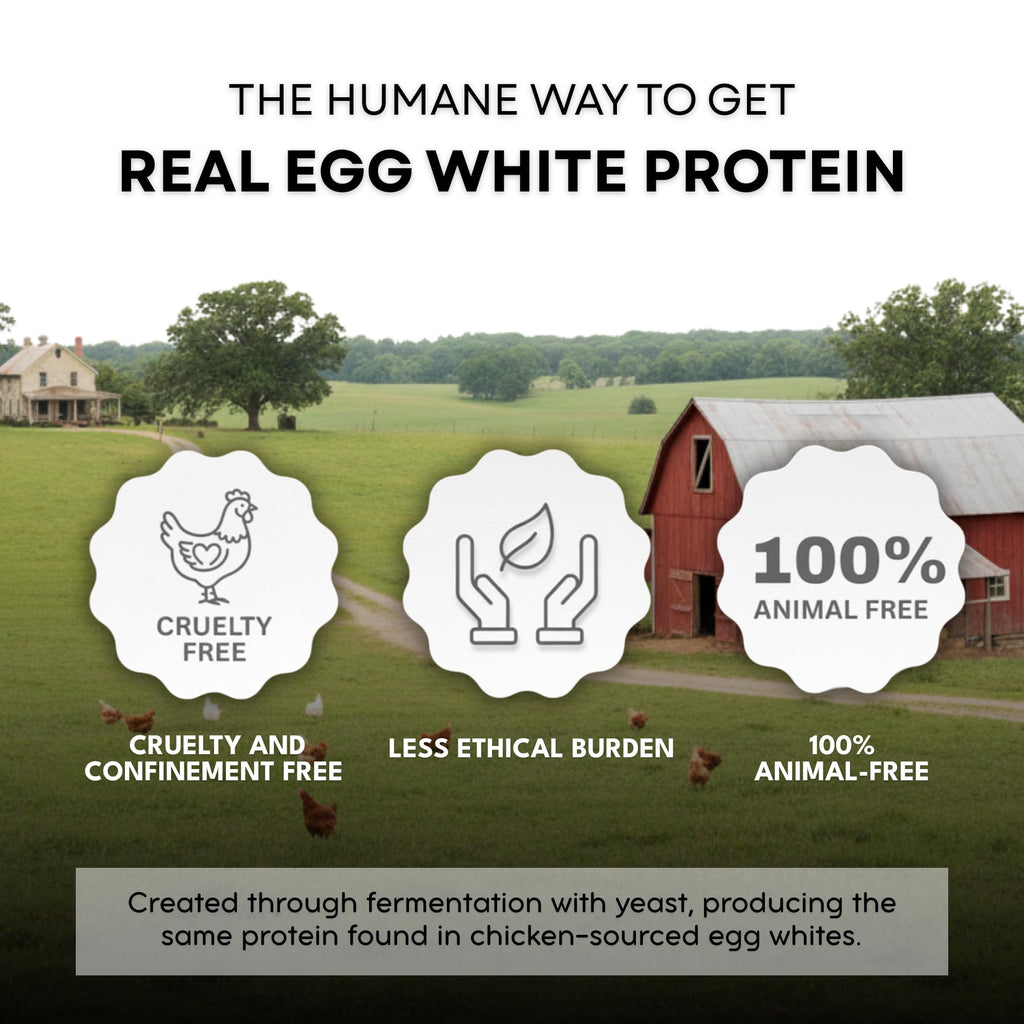 Healthier Comforts Animal-Free Egg White Protein Powder | Make Vegan Egg Omelets, Angel Food Cake, Meringue, Protein Shakes | Whips and Binds Just Like Traditional Egg Whites (8 oz)