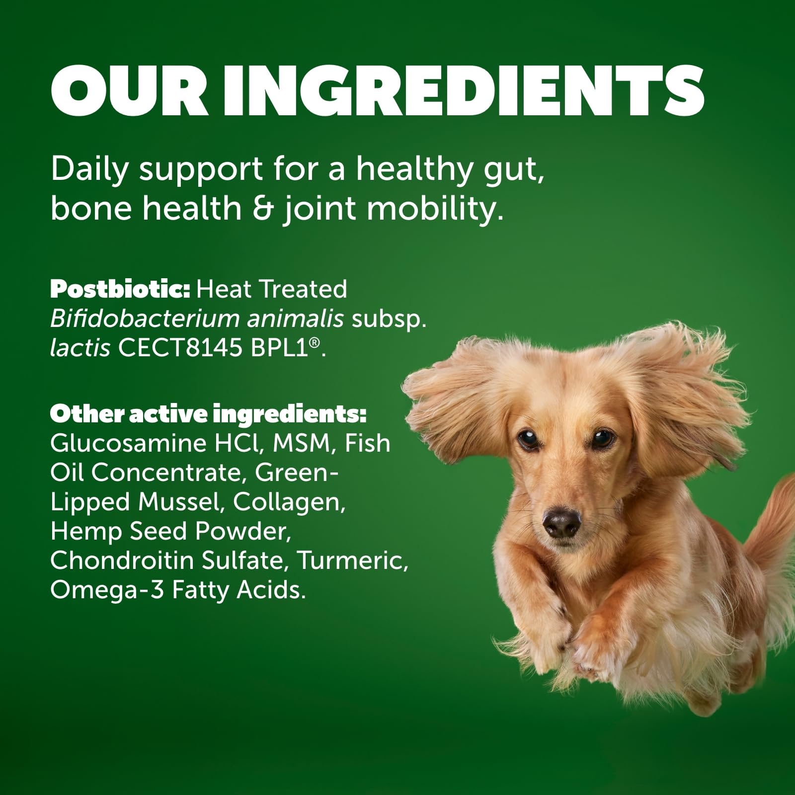 Protexin Daily Care Gut+ Mobility | 60 Dog Chews, Chicken and Bacon Flavor Dog Supplement | Probiotics for Dogs, Dog Postbiotics Protexin Au supplements