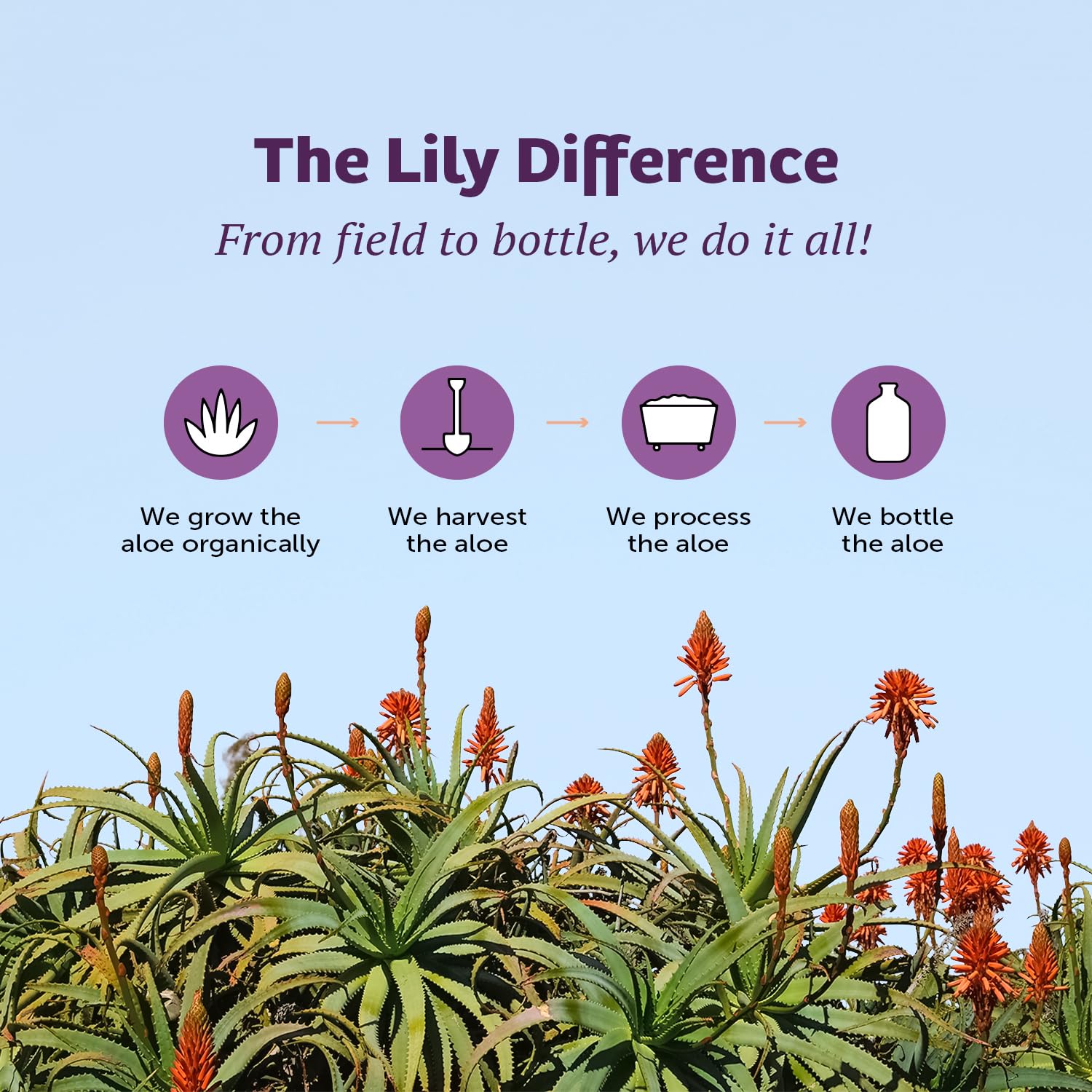 Lily of the Desert Aloe Vera Juice, Whole Leaf Filtered, Organic & Preservative Free – Natural Vitamins, Digestive Enzymes for Gut Health,