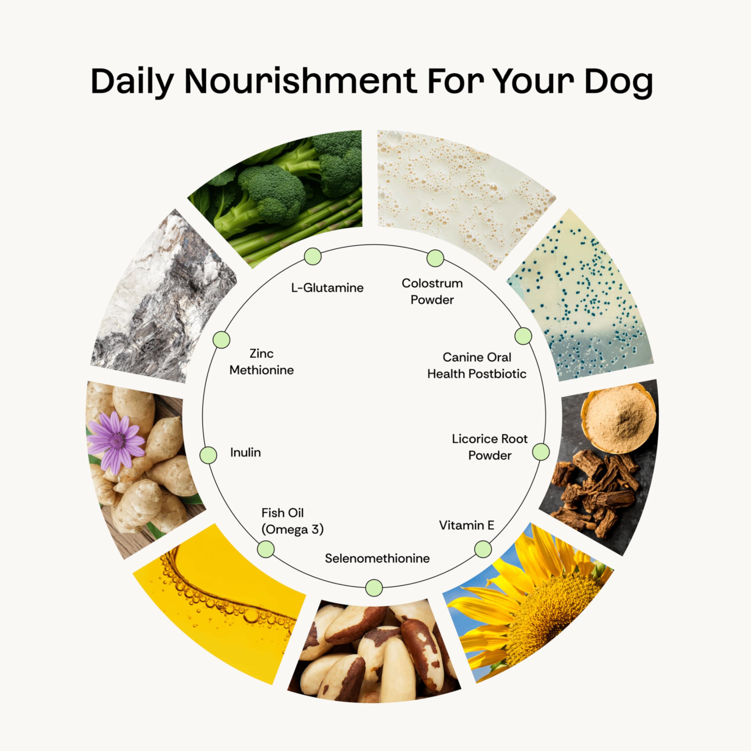 Daily Prebiotic + Postbiotic Dog Supplement Powder | 12-in-1 Support for Gut, Joints, Allergy, Immunity, Calming & Oral Health | Human-Grade Ingredients, No Artificial Flavors-No Fillers - 30 Sachets Plentum Au supplements
