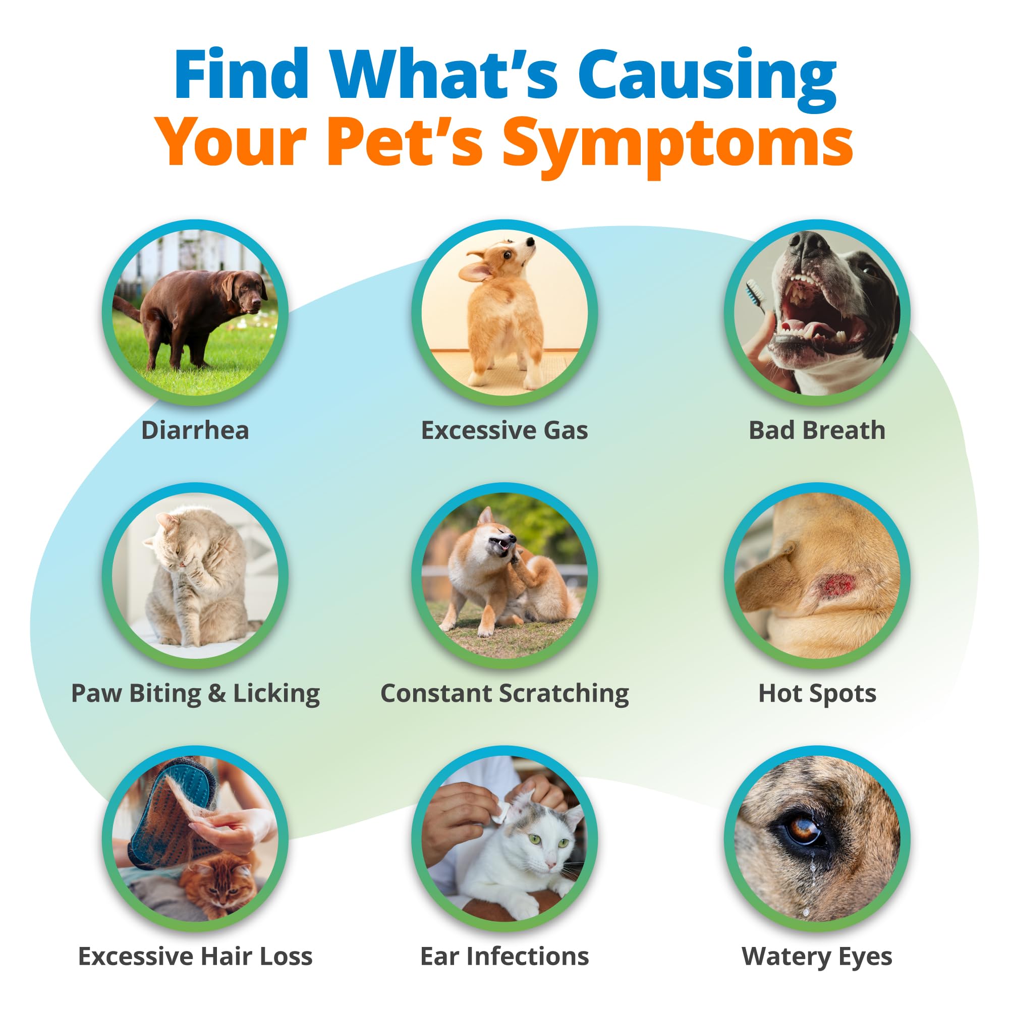 5Strands Pet Food Intolerance & Environmental Sensitivity Test, at Home Gut Health Test for Dogs & Cats, 857 Items Tested, Pet Health Check, Results in 4 Days, for All Ages and Breeds 5Strands Au supplements