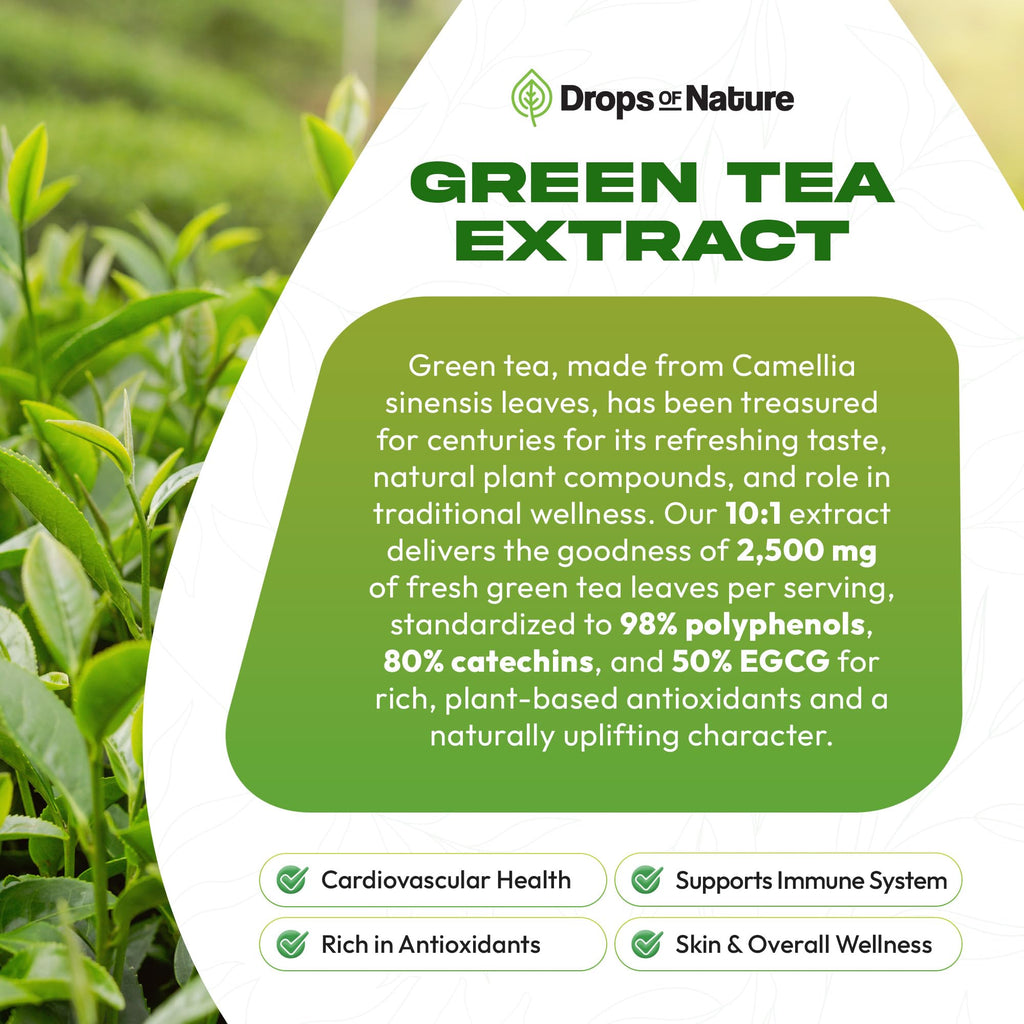 Green Tea 10:1 Extract 50% EGCG - Green Tea Liquid Drops - Vegan, 4X More Powerful Than Pills & Capsules - 2oz Antioxidant & Immune Supplement