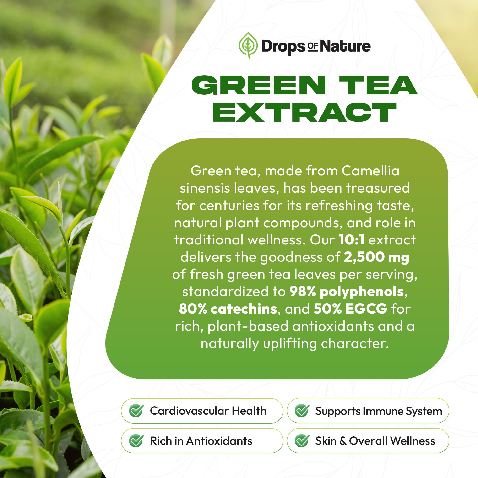 Green Tea 10:1 Extract 50% EGCG - Green Tea Liquid Drops - Vegan, 4X More Powerful Than Pills & Capsules - 2oz Antioxidant & Immune Supplement