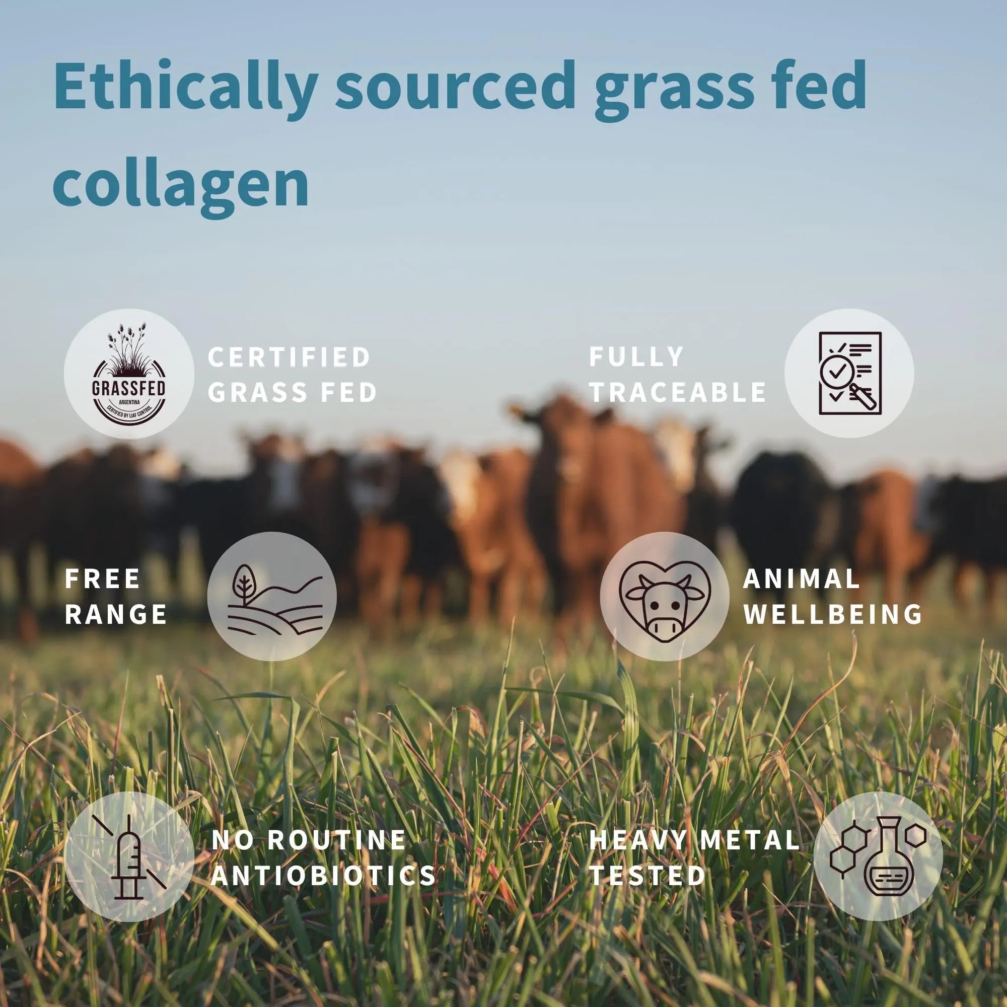 Advanced Hydrolysed Collagen Peptides, 100% Grass Fed & Ethically Sourced Igennus Healthcare Nutrition Au supplements