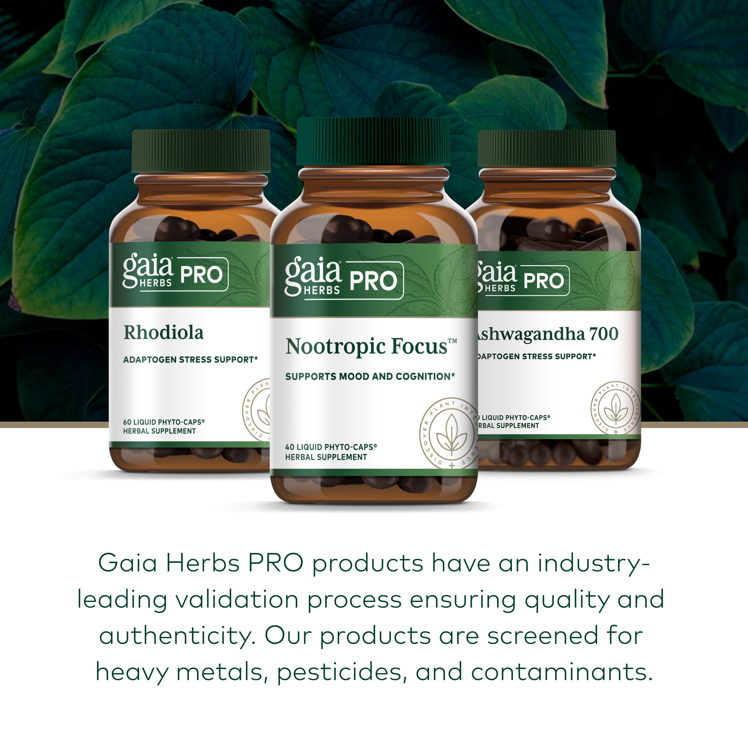 GAIA HERBS PRO Nootropic Focus - Brain Health Support Supplement* - Nootropic Supplement with Saffron, Ginkgo Leaf Extract & Lemon Balm - Vegan, Gluten-Free - 40 Liquid Phyto-Caps (20 Servings) Gaia Herbs PRO Au supplements
