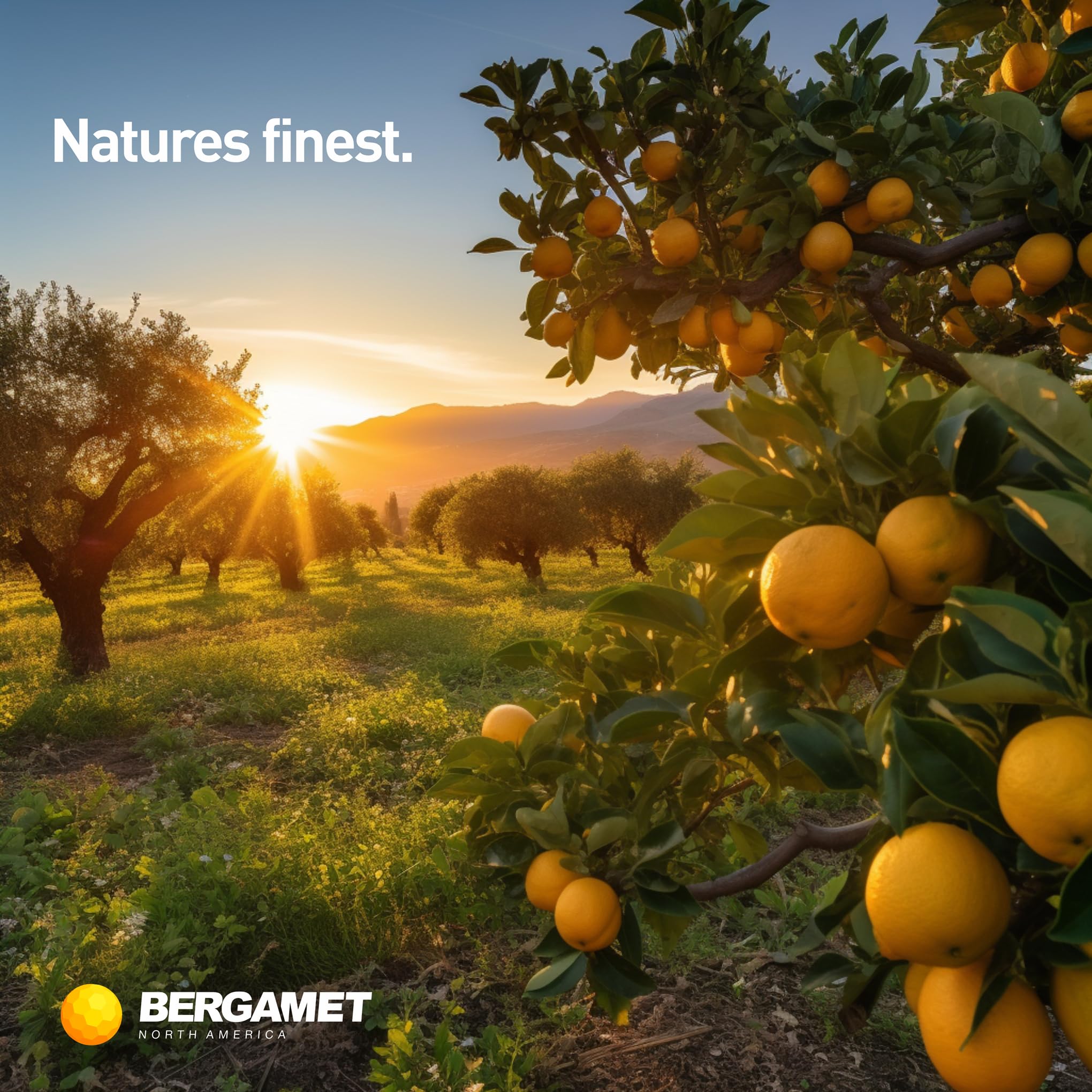 BergaMet Citrus Bergamot Supplement, 170:1 Extract, 1200mg per Serving, 80% Polyphenols, Italian Citrus Bergamot Supplement,
