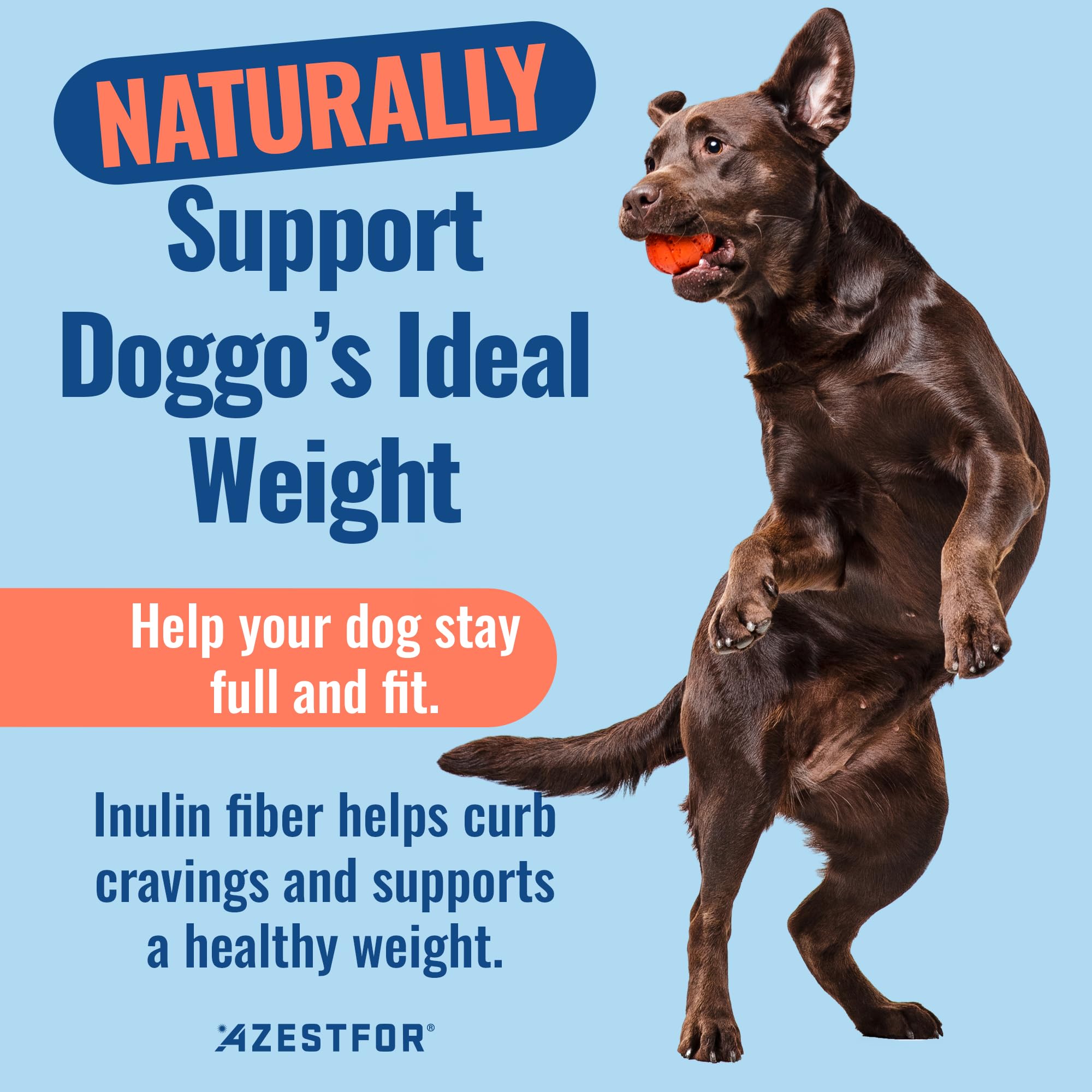 Azestfor Gut Health Supplement for Dogs – 3 in 1 Probiotic, Prebiotic & Postbiotic Blend – Supports Digestion, Immunity & Skin – Easy-to-Use Powder – for All Breeds & Sizes – 60g (30 Servings) Azestfor Au supplements