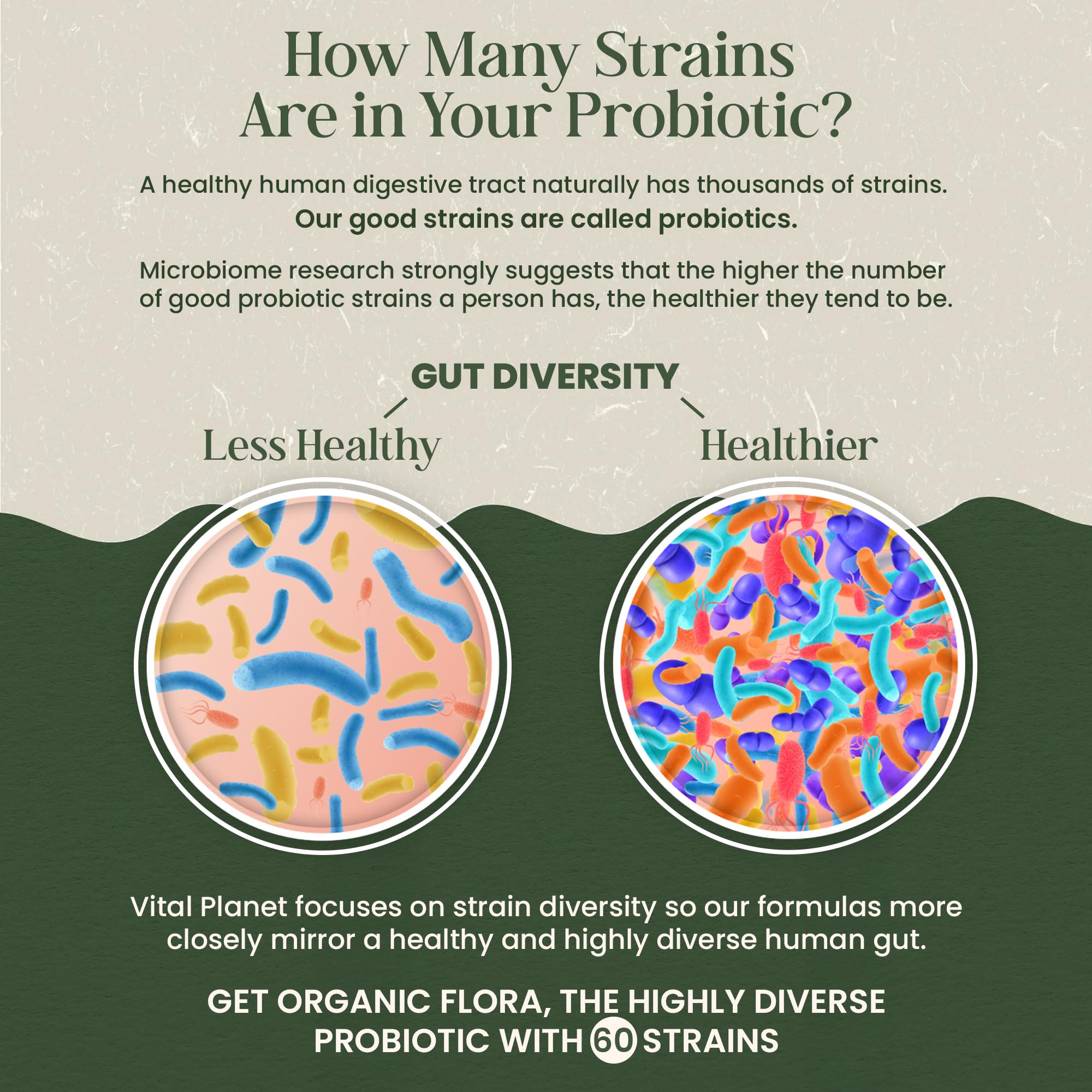 Vital Planet - Organic Flora Probiotics for Gut Health Balance, Shelf Stable Probiotic 30 Billion CFU, 60 Diverse Strains, Prebiotic Organic Mushroom Blend