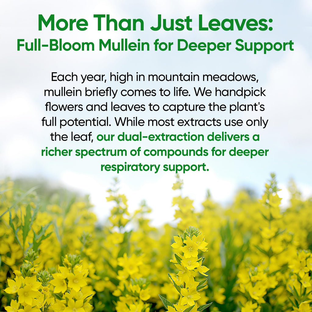 Mullein Drops for Lungs, 120 Servings - Mullein Leaf with 7 Herbs Echinacea, Oregano, Ginger, Elderberry, Marshmallow Root & Thyme - Lung Detox for Smokers