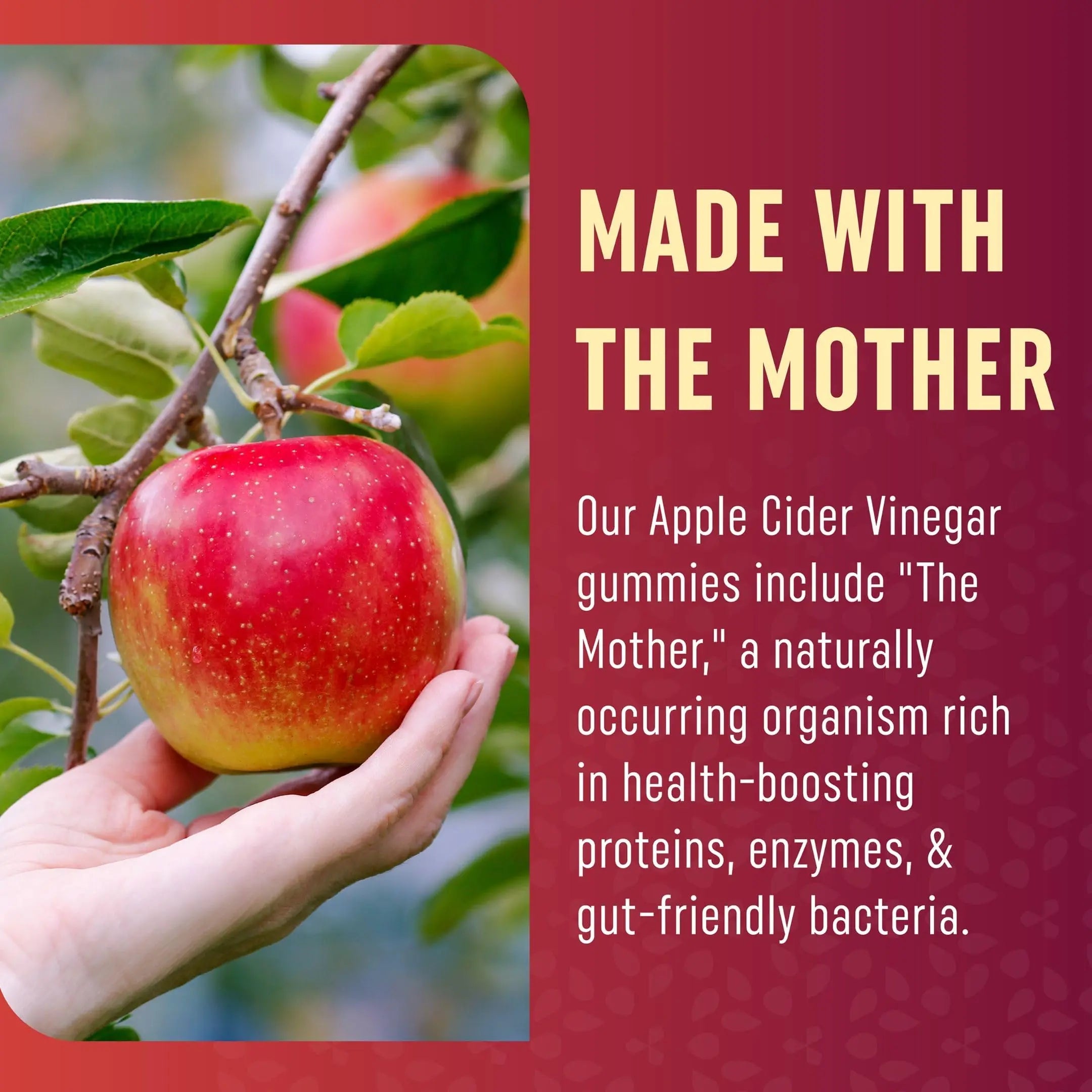 Organic Apple Cider Vinegar Gummies (60 Ct.) | Weight, Digestion, Detox, Immunity & Diet Support MAV NUTRITION Au supplements