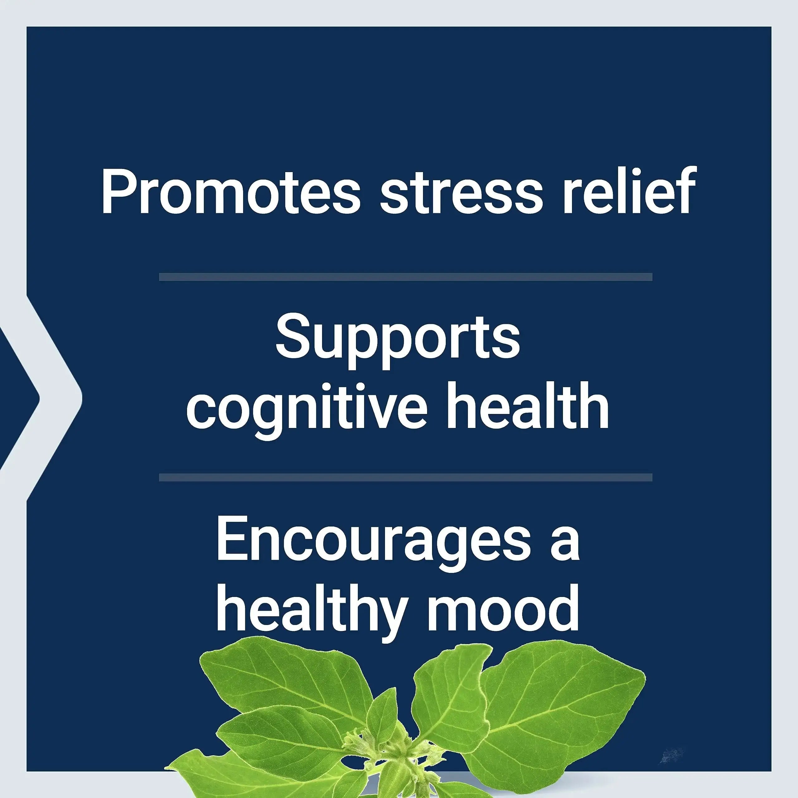 Life Extension Two-Per-Day 120 Tablet Multi-Vitamin & 60 Capsule Optimized Ashwagandha Stress Relief Supplement Bundle Life Extension Au supplements
