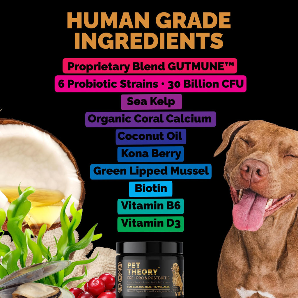 Pet Theory Probiotics for Dogs. Dog Digestive Health-Pre Pro and Postbiotic Combination-Pet Supplements for Gut Health-Supports Digestion, Boost Immunity-100CT Soft Chews Pet Theory Au supplements